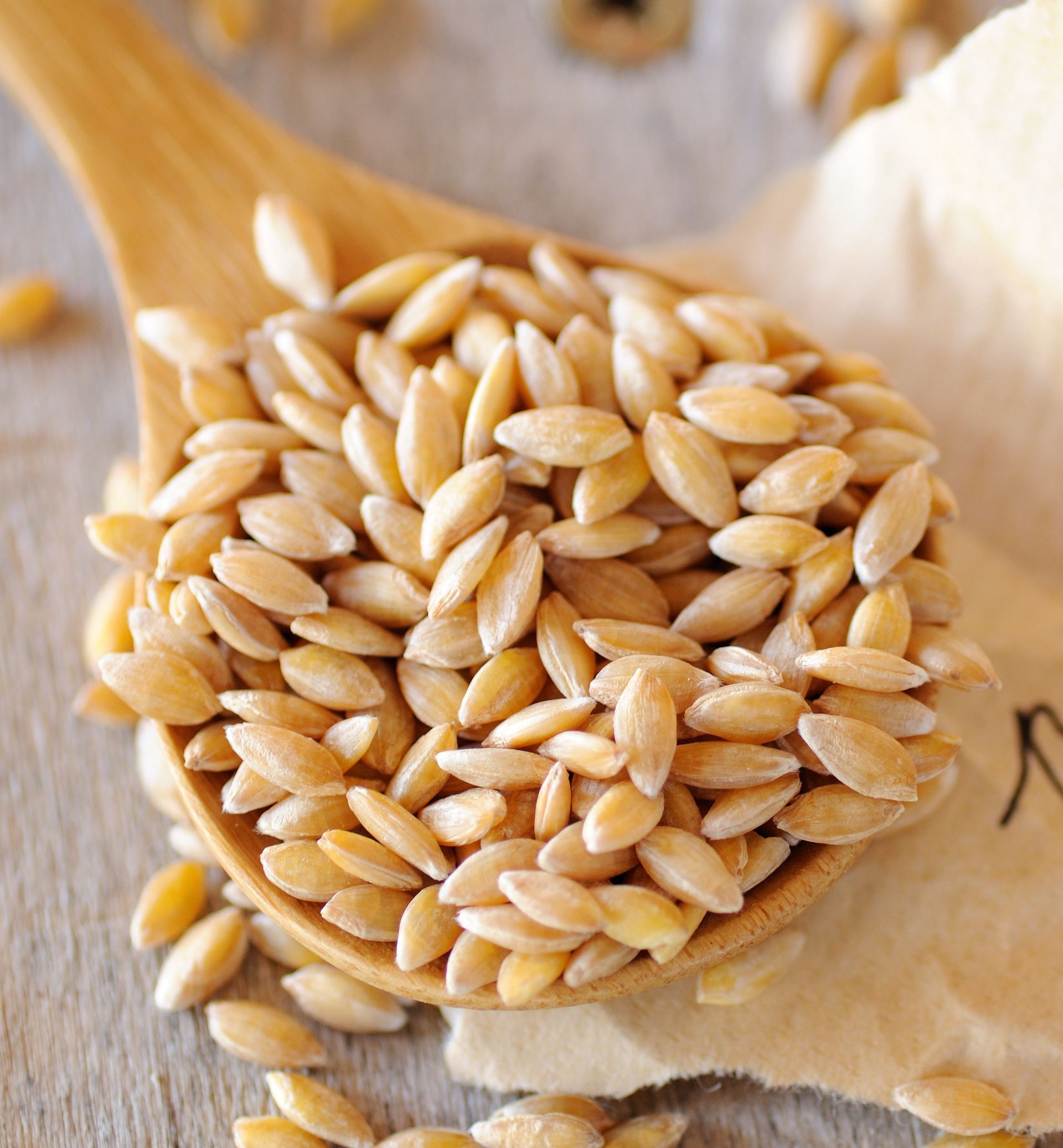 Samopsza – wielki powrót reliktowej pszenicy