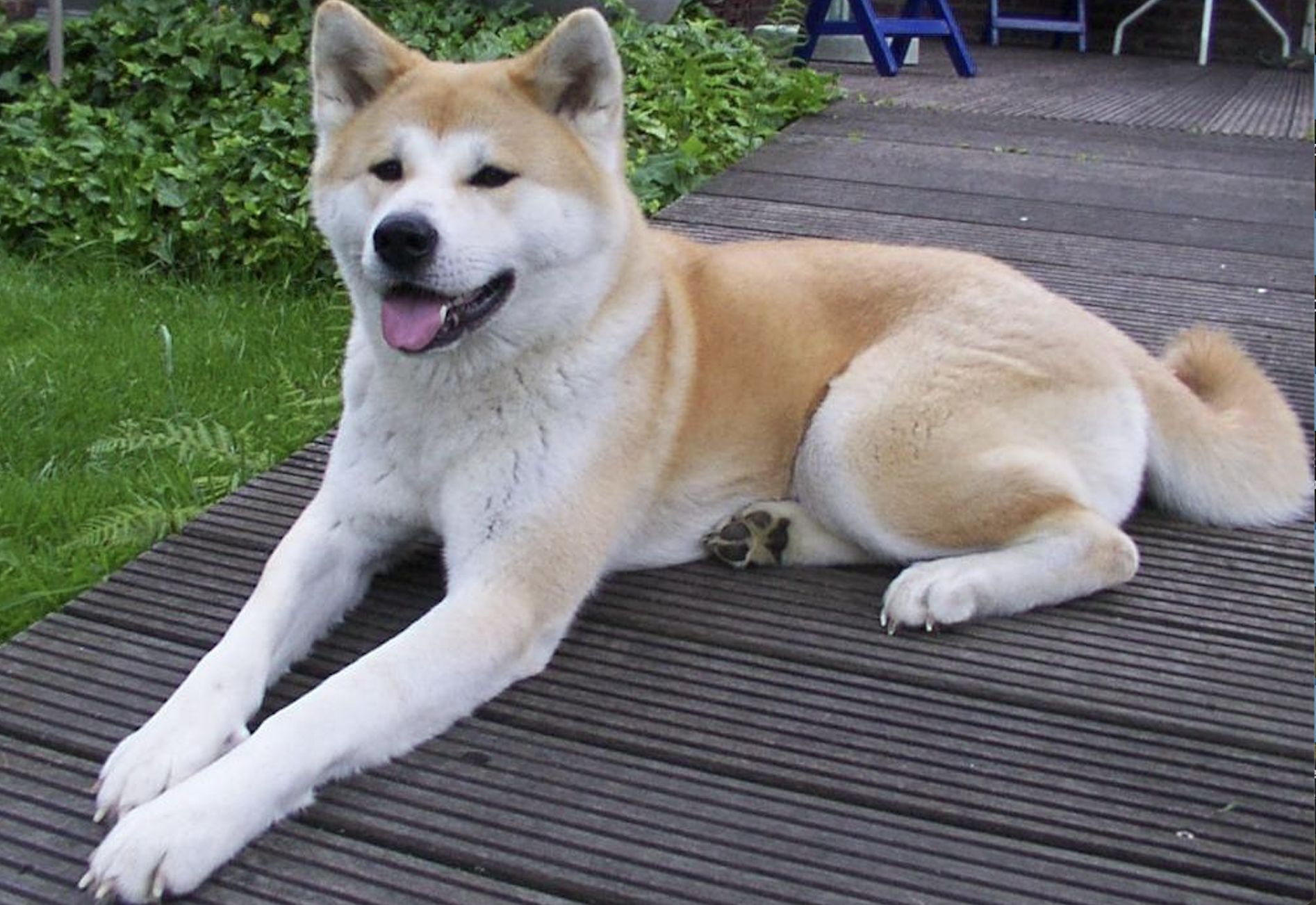 Zadusił psa metalowa linką. Sprawa Timo trafiła do opolskiego sądu