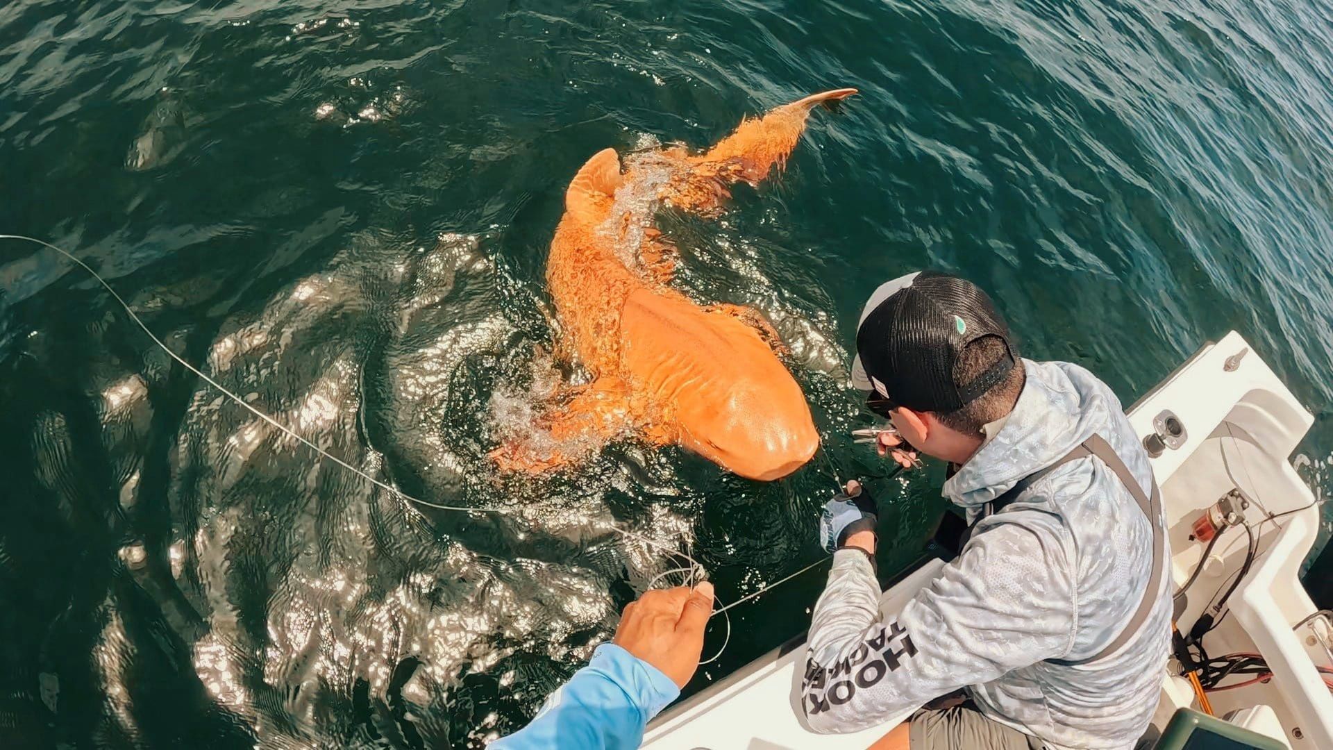 Pomarańczowy rekin odkryty u wybrzeży Kostaryki. To prawdziwy unikat