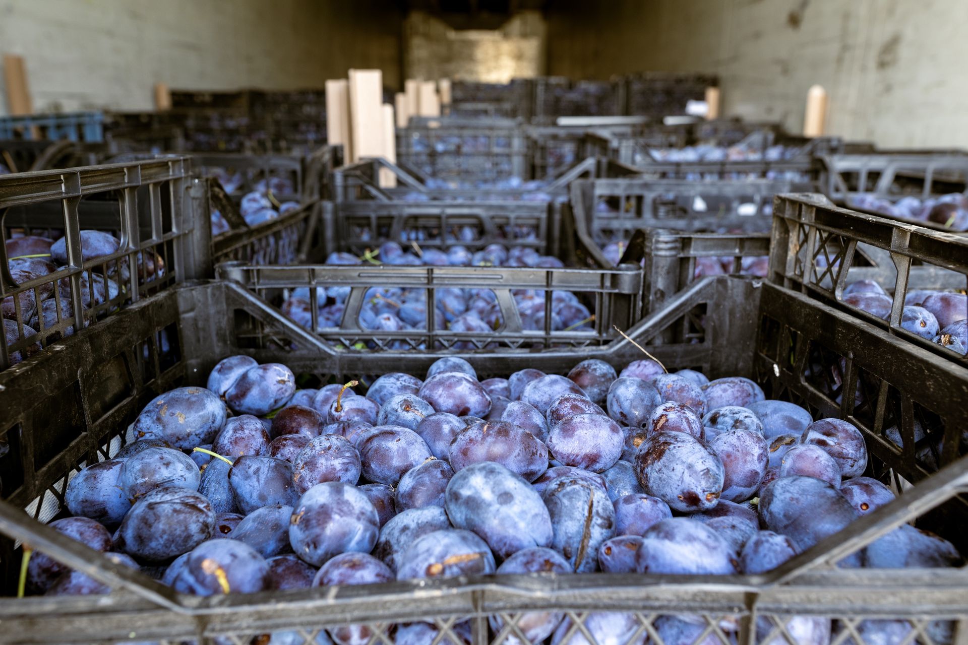 Straciła na śliwkach 65 tys. zł. Poszkodowanych może być więcej