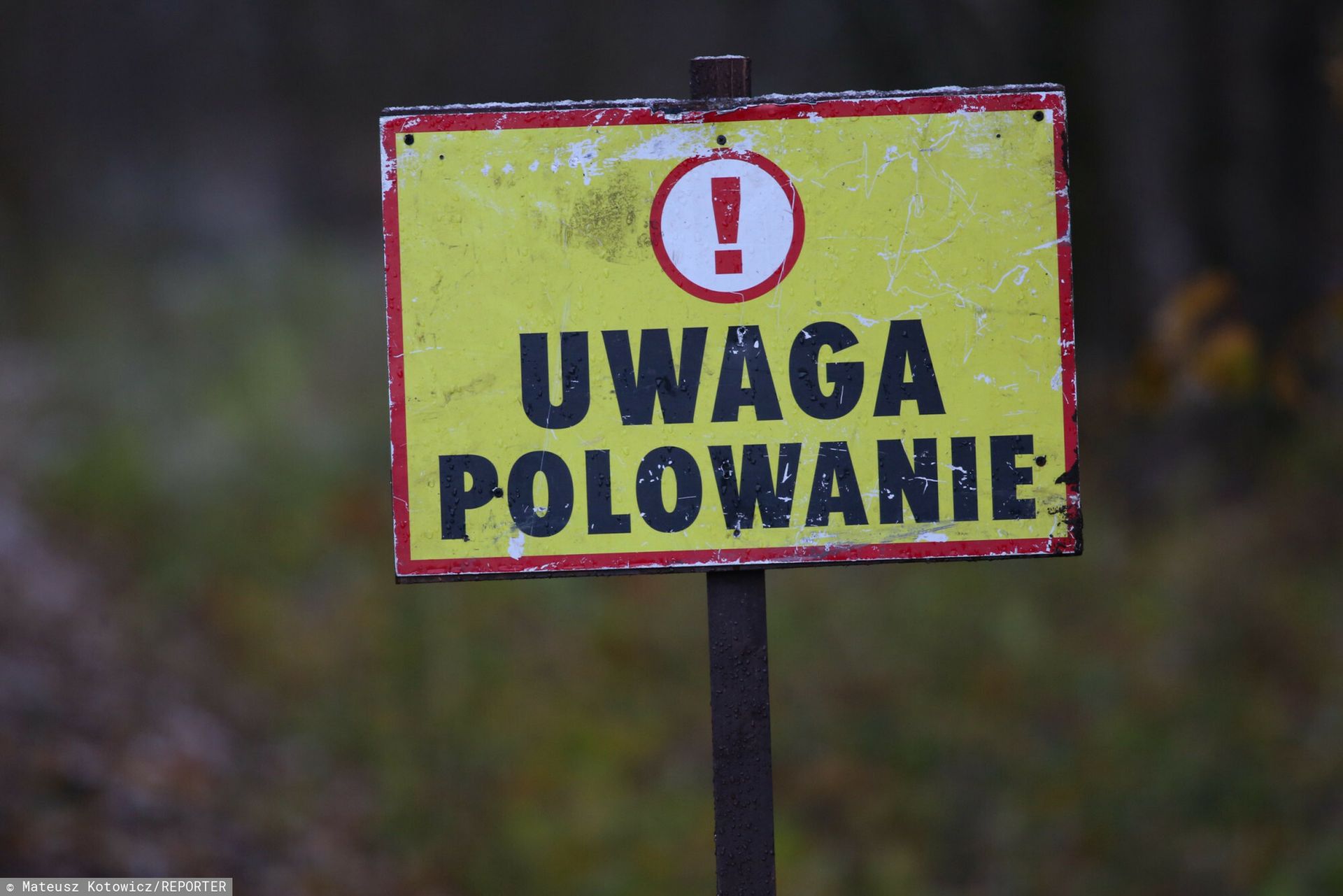 Wiele osób ma dość polowań. Tak lokalnie chcą zakazać łowów