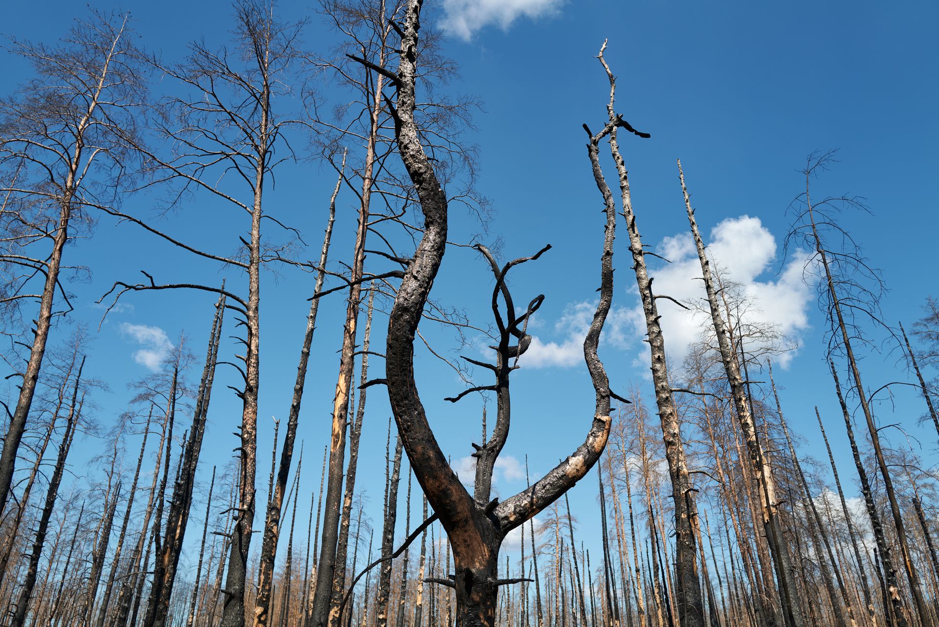 Ukraina odtwarza naturę na wielką skalę. Projekt pomaga też weteranom