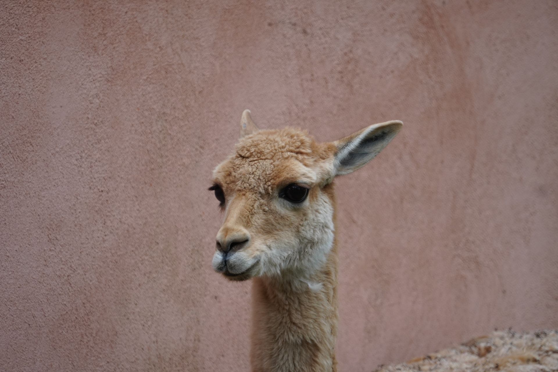 Warszawskie zoo szuka imienia dla młodej wikunii. Jest jeden warunek