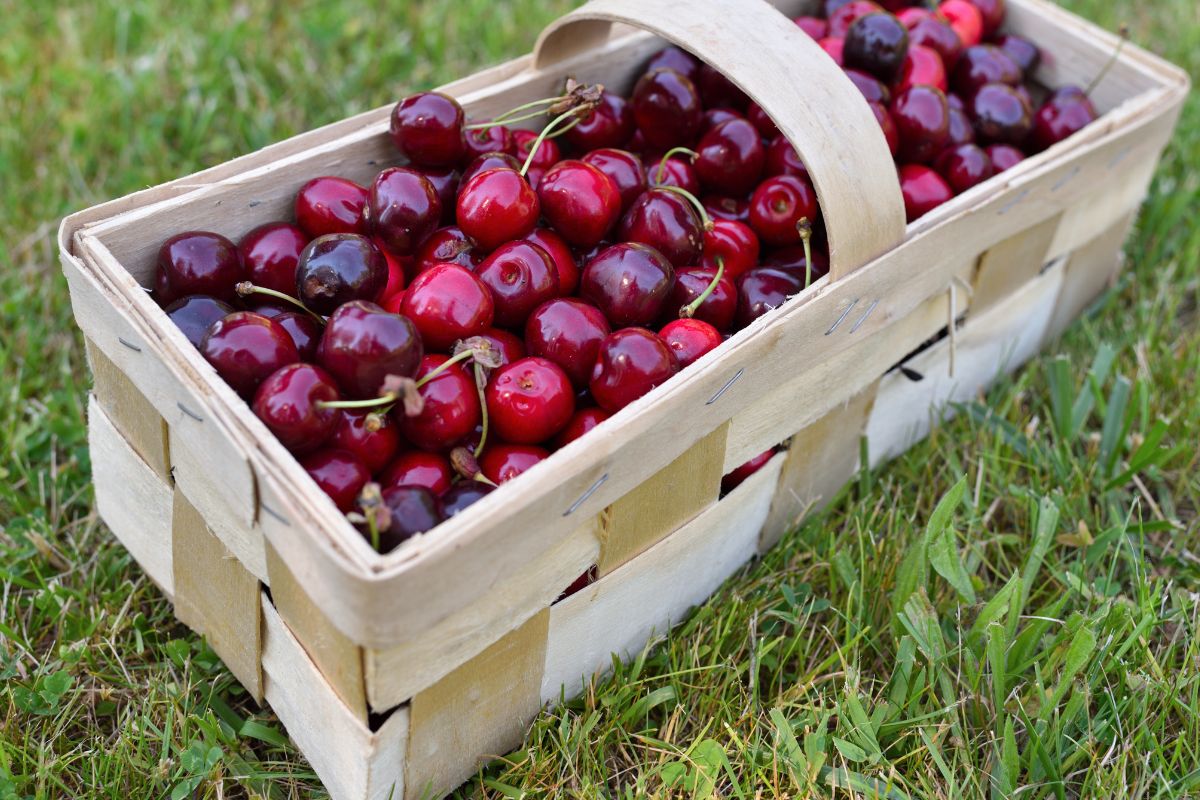 Takich czereśni nie kupuj. To strata pieniędzy, bo w domu i tak je wyrzucisz