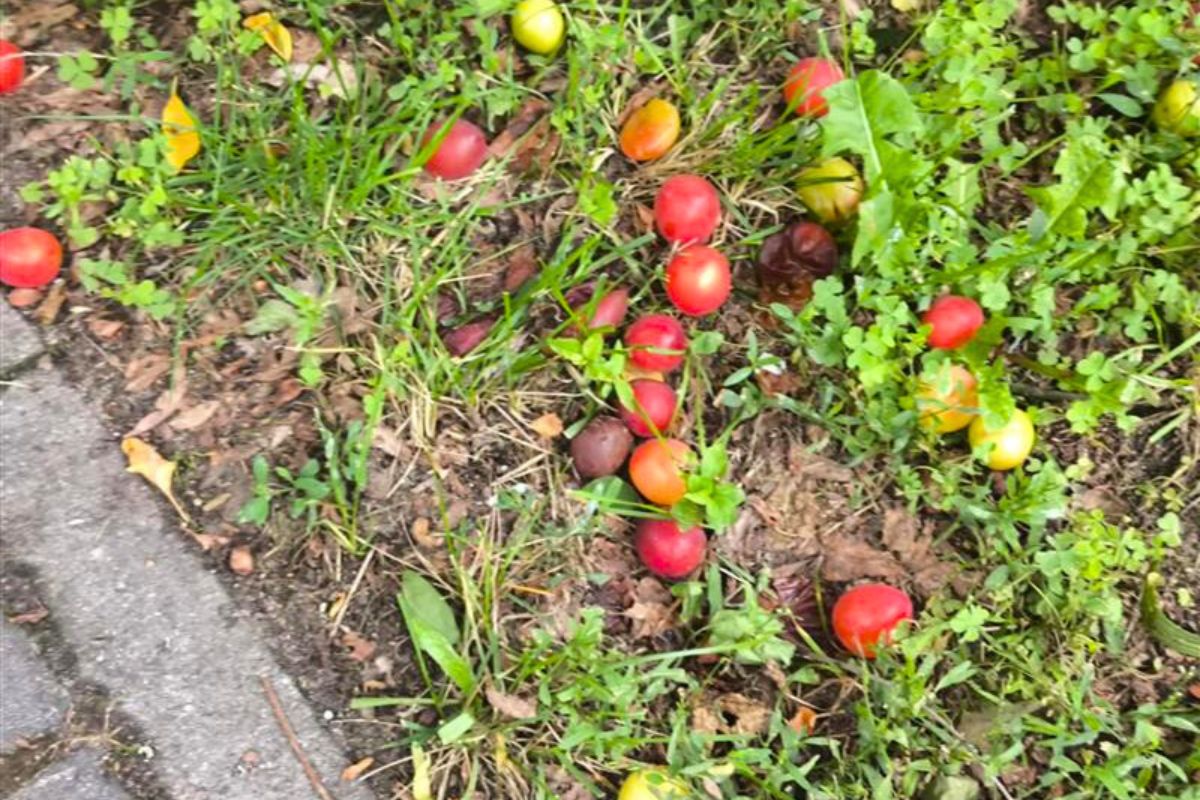 W Polsce gniją na chodnikach. Przed laty zajadaliśmy się tymi owocami