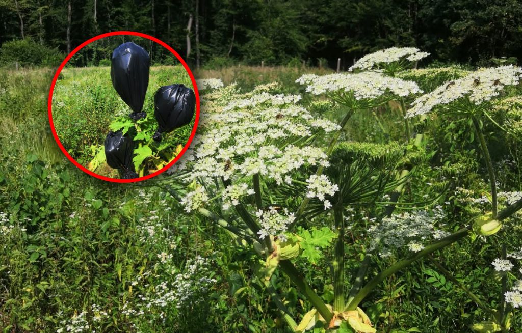 Jest bardzo niebezpieczny. Leśnicy nie używają herbicydów