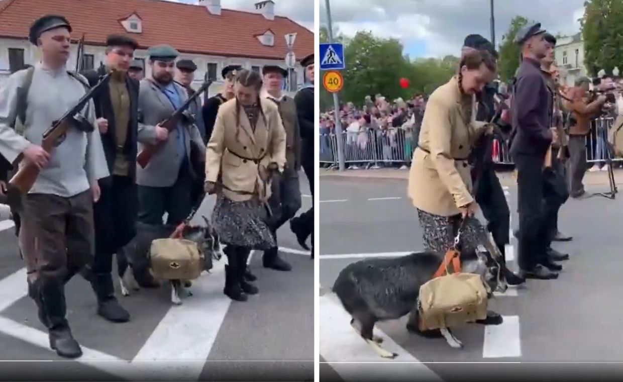 Koza zbuntowała się na paradzie wojskowej w Białorusi. "Sabotażystka"