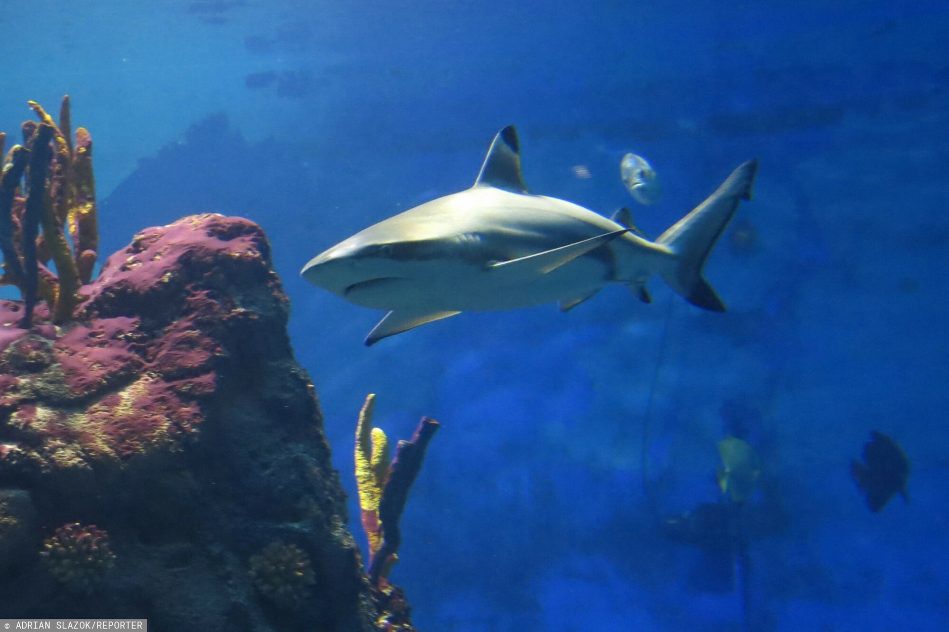 Weszli do wody, by się ochłodzić. Tragedia w Australii