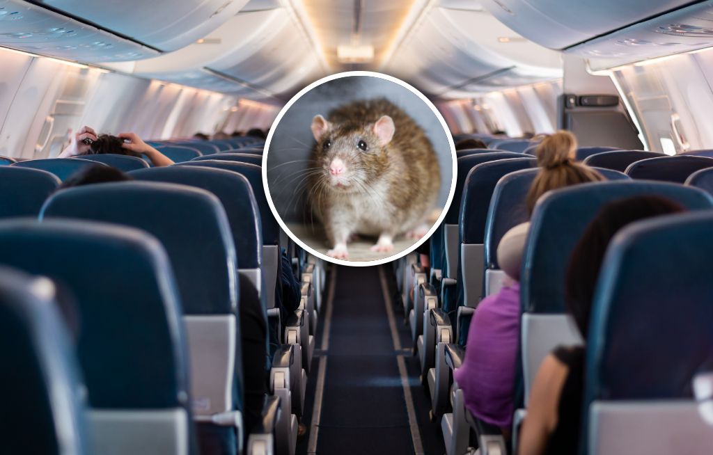 Odwołali lot przez szczura w samolocie. 250 osób utknęło na Karaibach