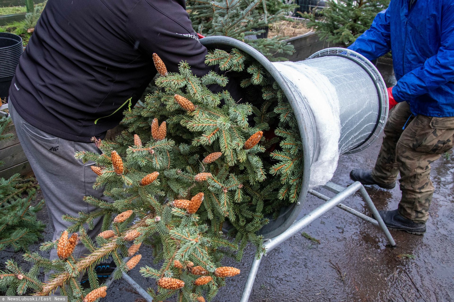 Leśnicy sprzedają choinki. Oto ceny przed Bożym Narodzeniem