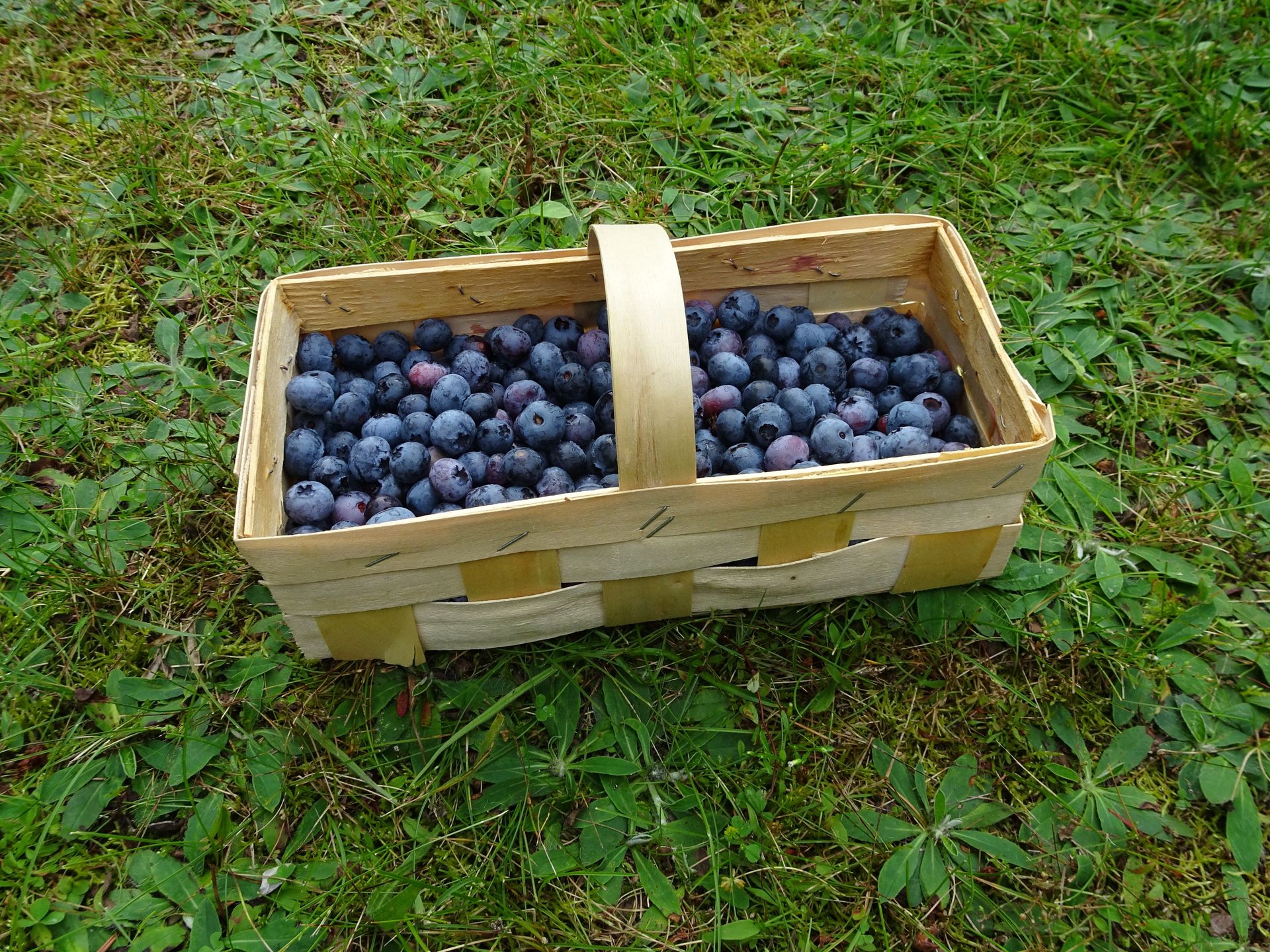 Polskie borówki podbijają Azję. Otwiera się nowy rynek