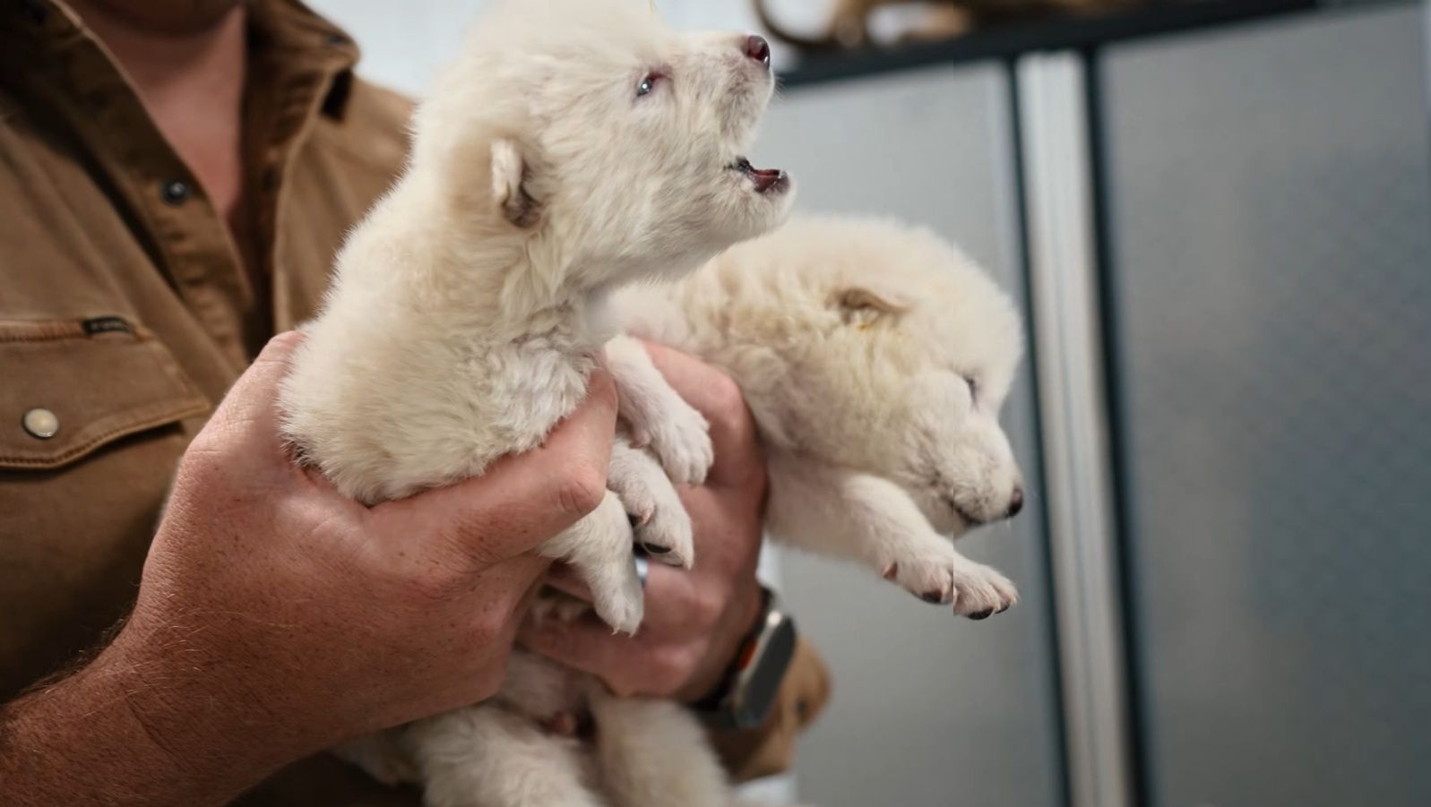 Wskrzesili wymarłe wilki. Pojawiły się kontrowersje