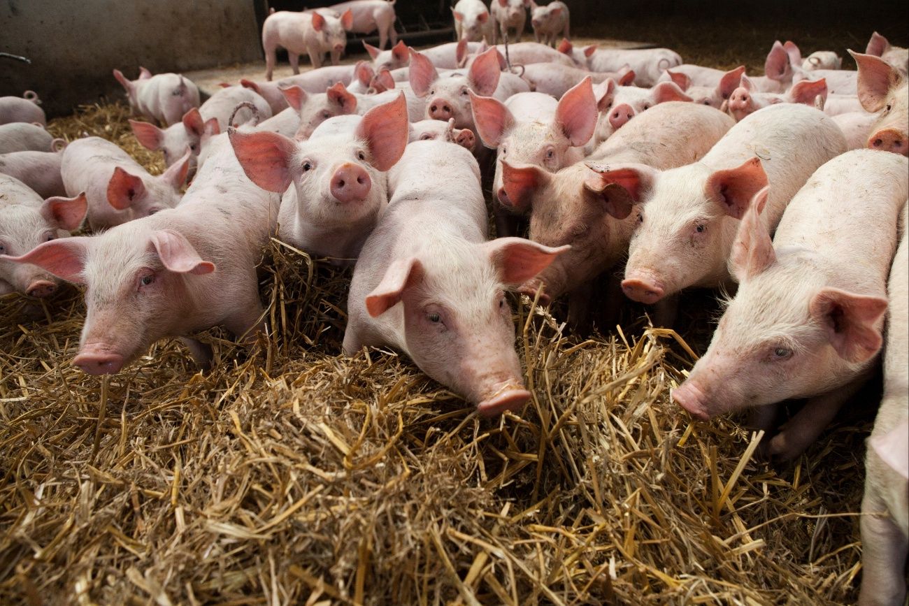 Likwiduje hodowlę świń po 20 latach. "Od półtora miesiąca nie mogę sprzedać"