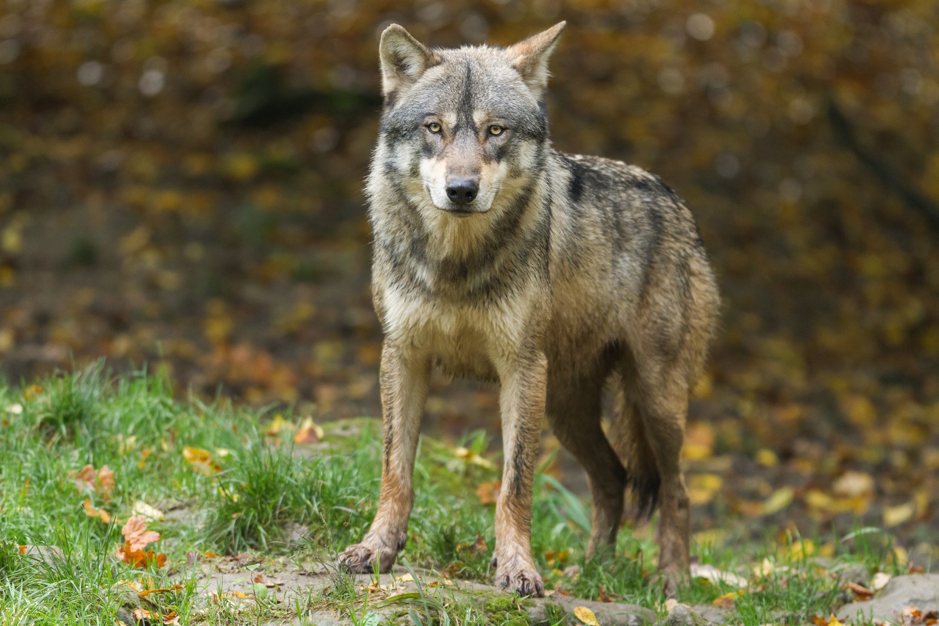 Wilki podeszły do boiska szkolnego na Podhalu. Myśliwi mogą strzelać