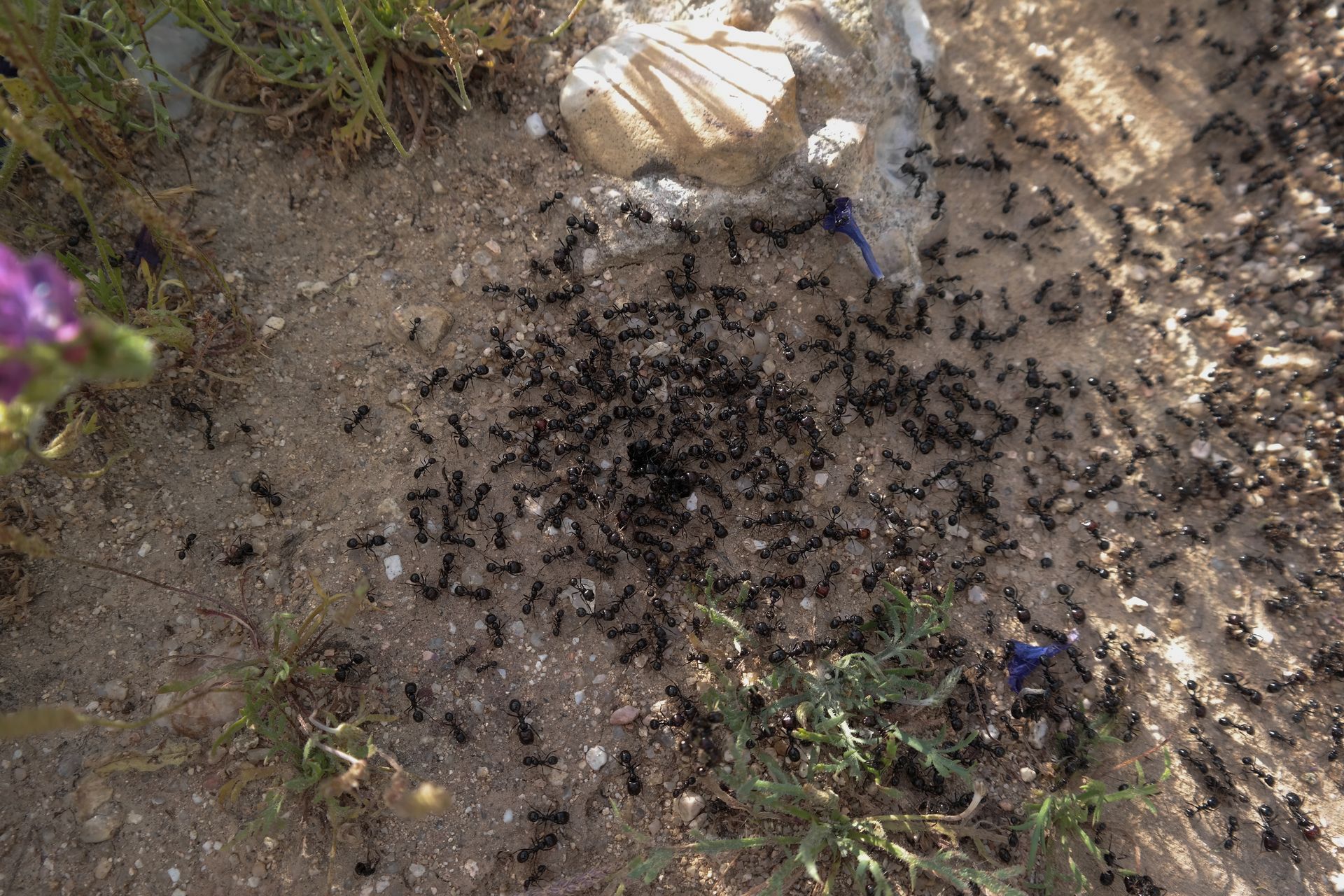 Przejmuje kontrolę nad kolonią. Przez nią zabijają własną królową