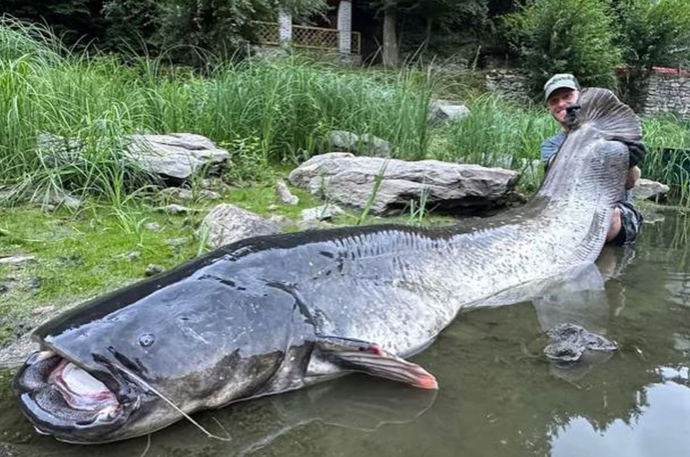 Wędkarz wyłowił giganta. Sum mierzył aż 2,68 m długości