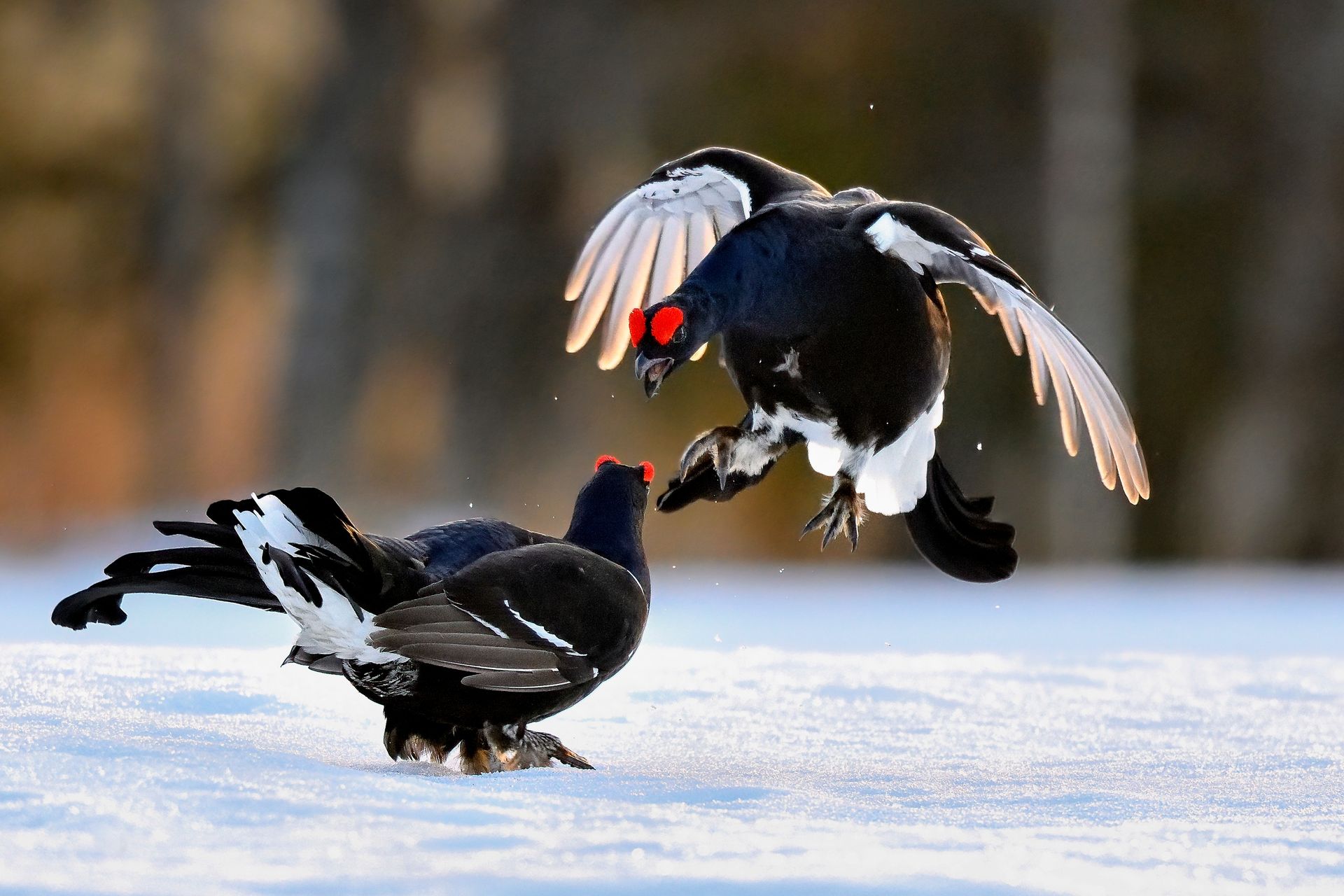 Park narodowy apeluje do turystów. "Są na granicy wymarcia"