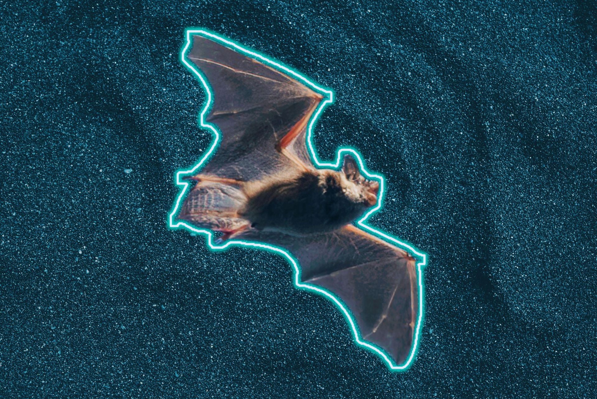 Te nietoperze świecą na zielono. Naukowcy nie wiedzą dlaczego