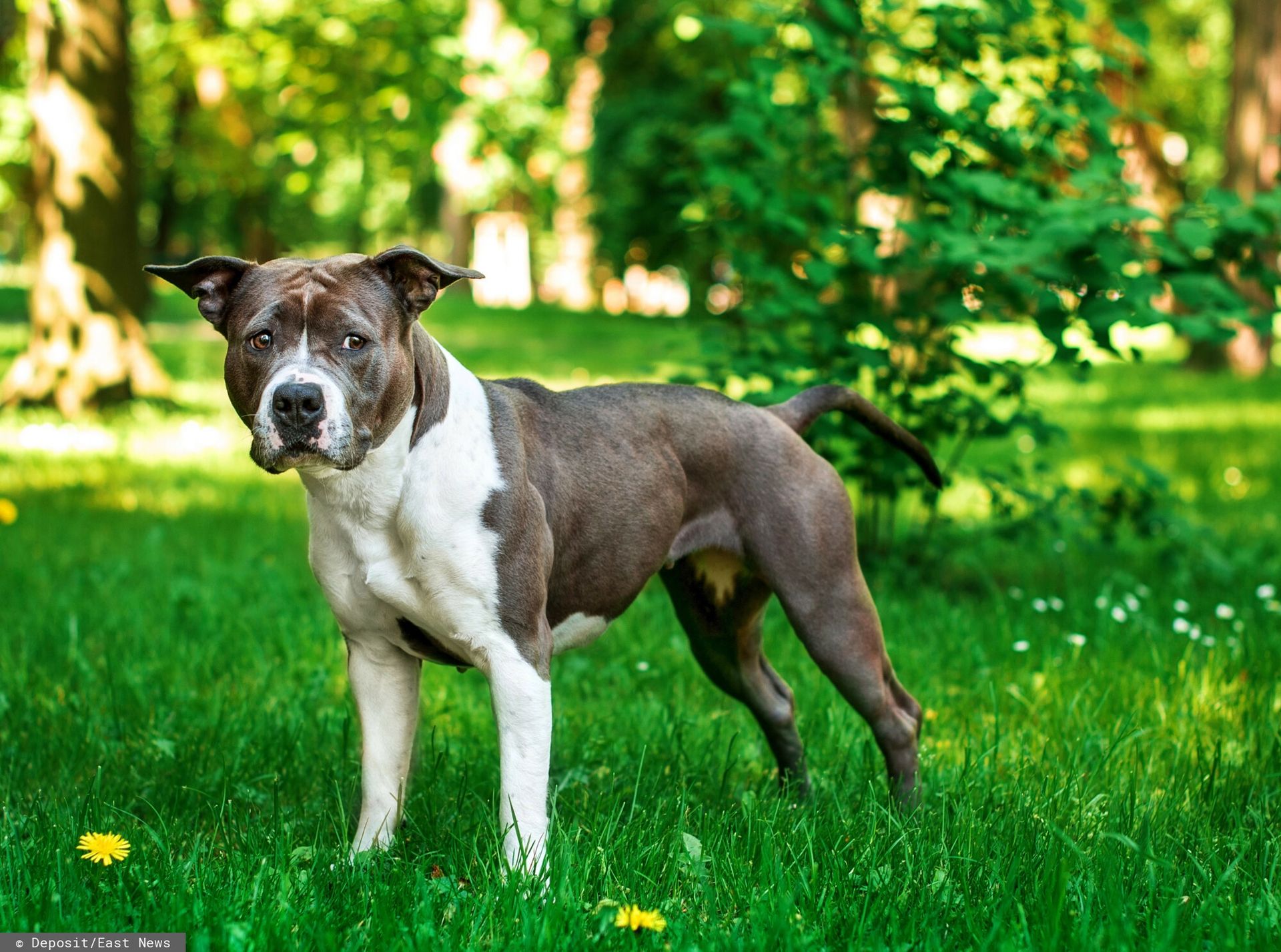 Amstaff pogryzł 7-latka. Pies nie był szczepiony