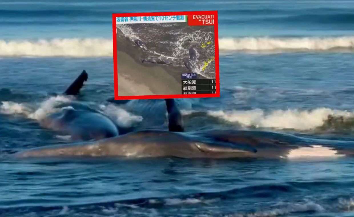 Tsunami na Pacyfiku. Pokazali, co się dzieje u wybrzeży Japonii