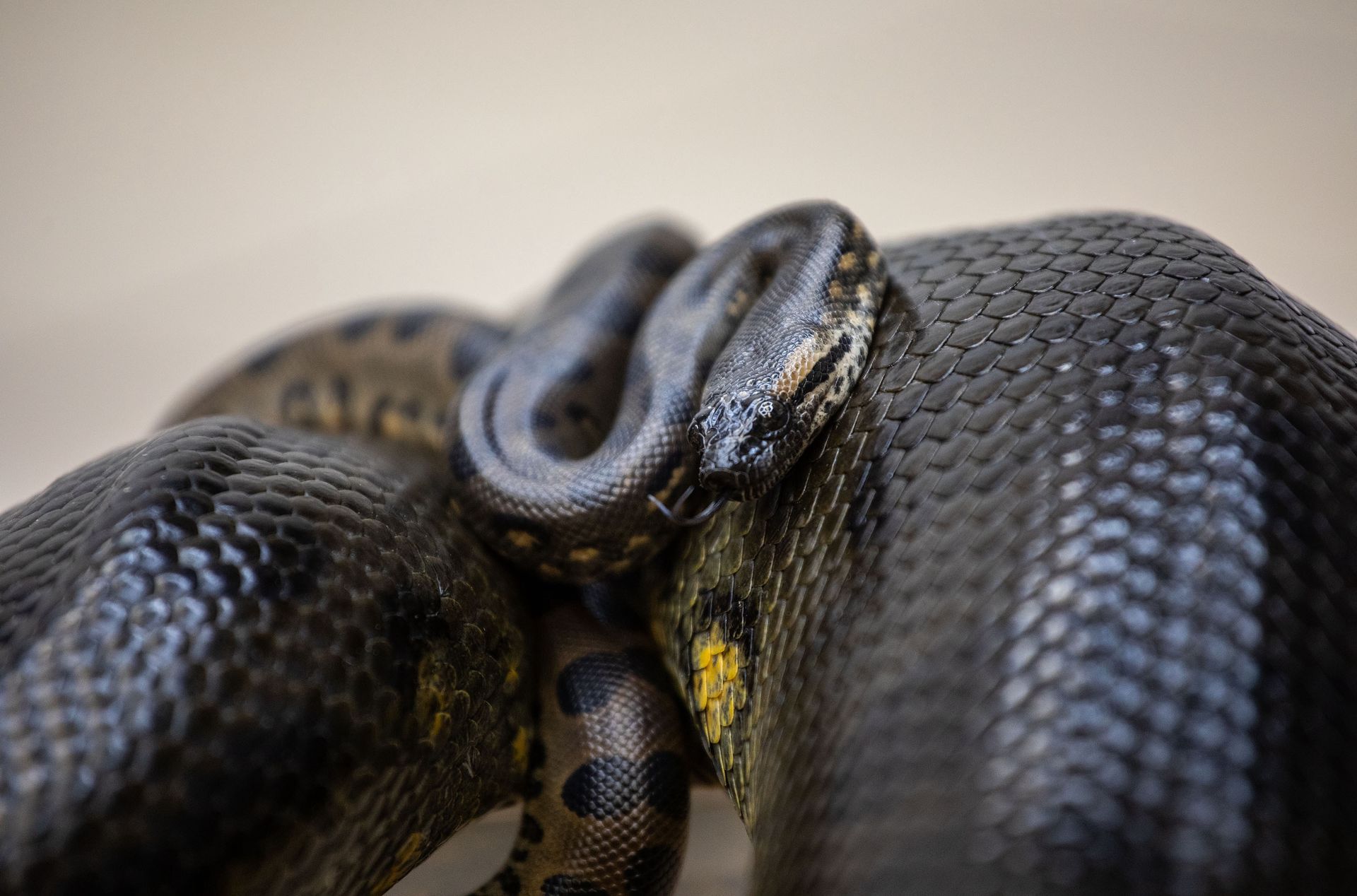 Urosły 12 mln lat temu. Nie zmieniły się od tego czasu