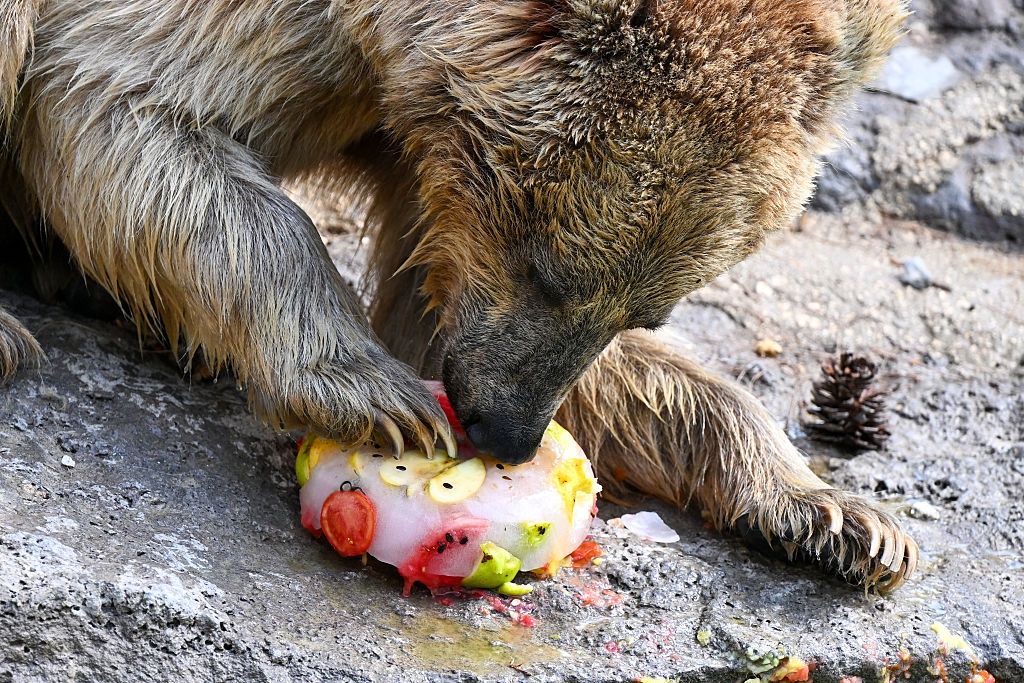 Upał nie oszczędza nikogo. Tak ochładzają się mieszkańcy zoo