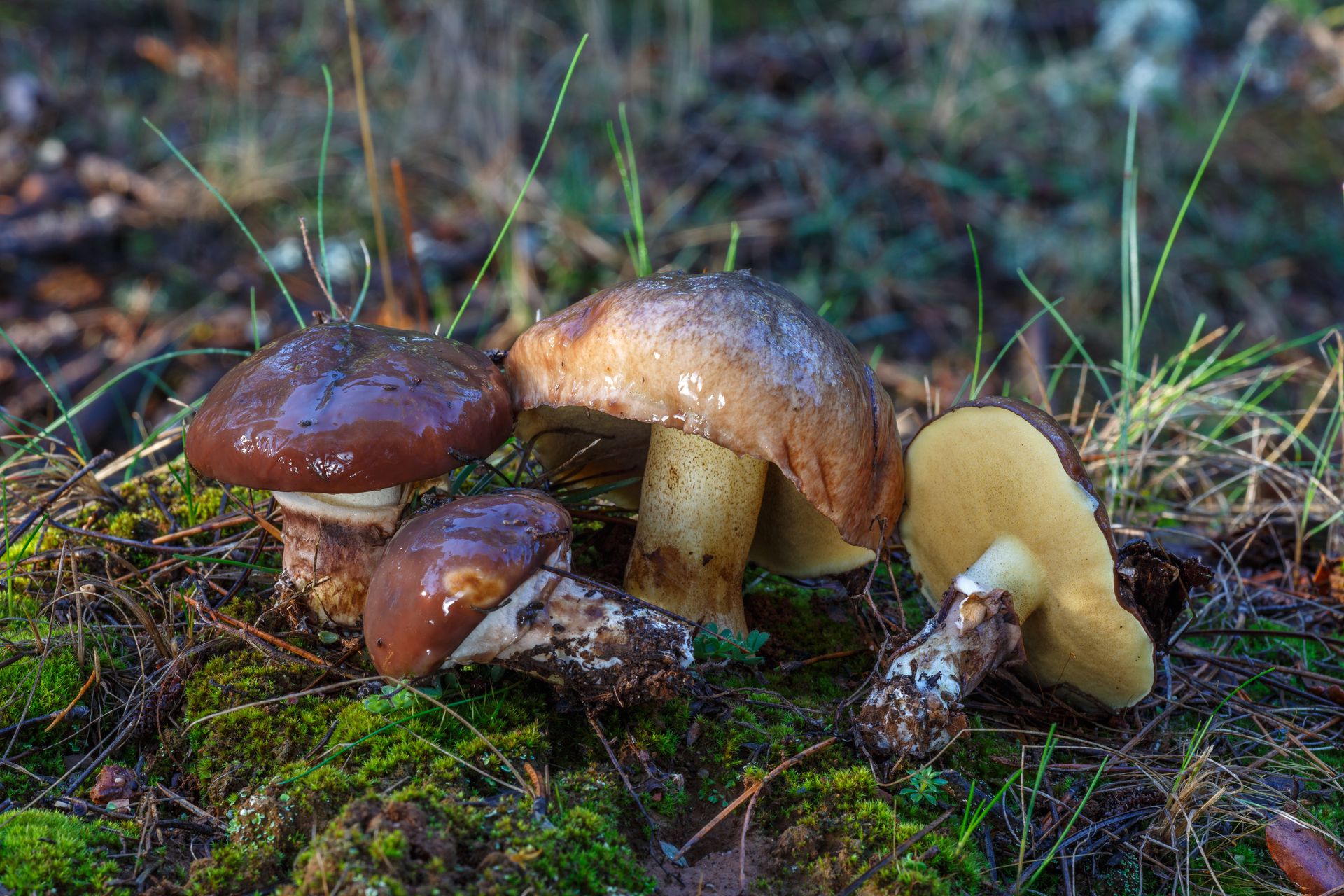 Nawet doświadczeni grzybiarze nie mają pewności. Czy maślaki trzeba obierać?