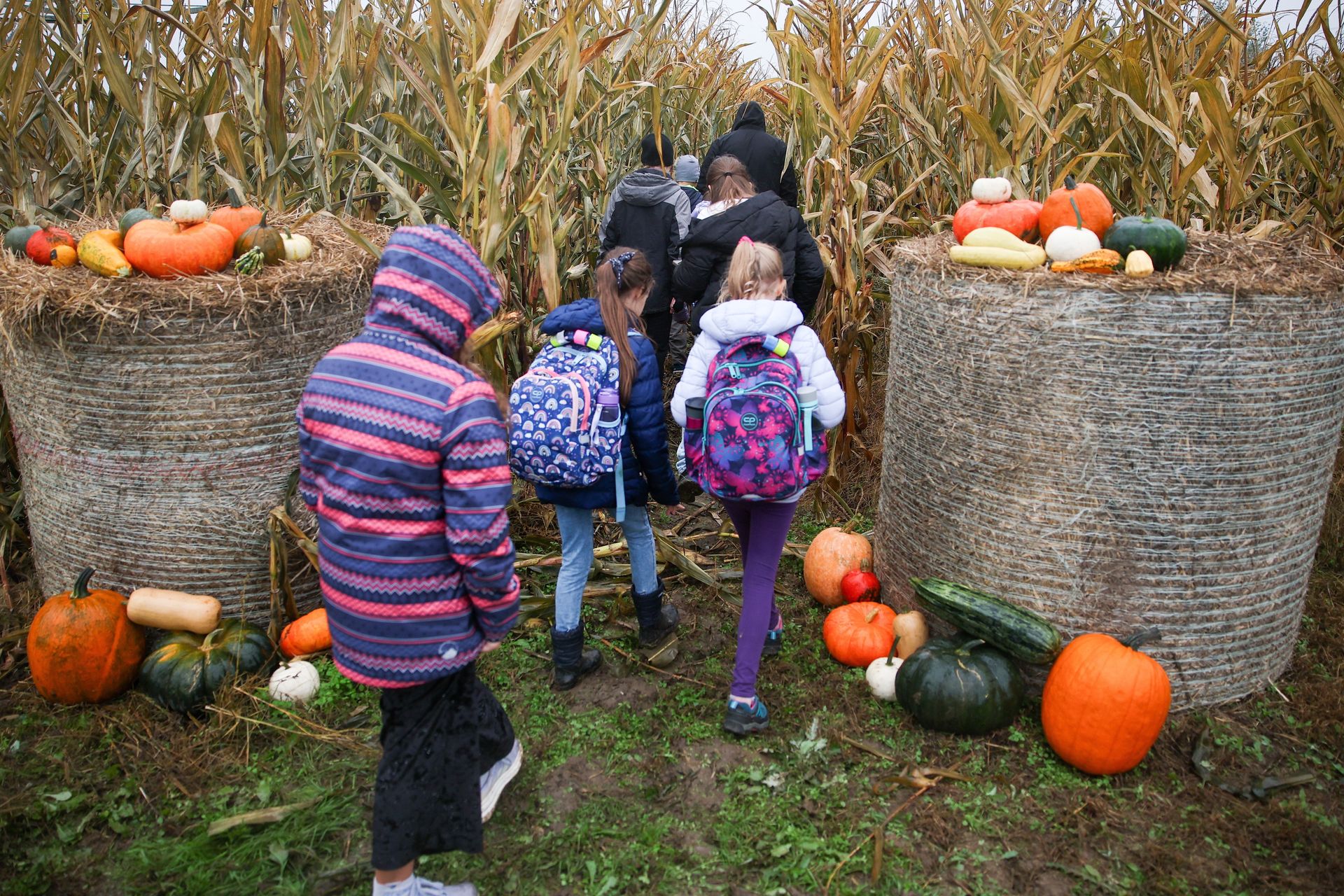 Polska liderem dyni w UE. Co napędza boom i gdzie trafiają zbiory?