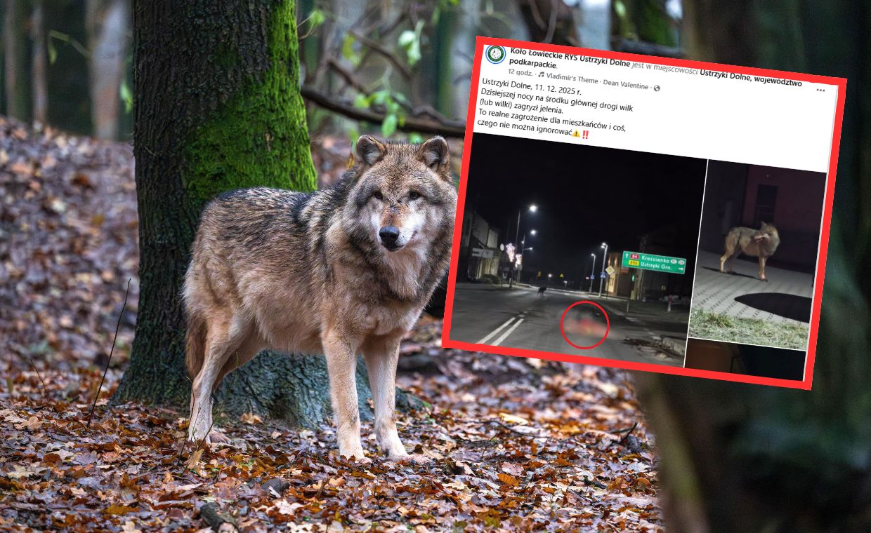 Wilk zagryzł jelenia na środku ulicy. Burmistrz: jesteśmy bezsilni