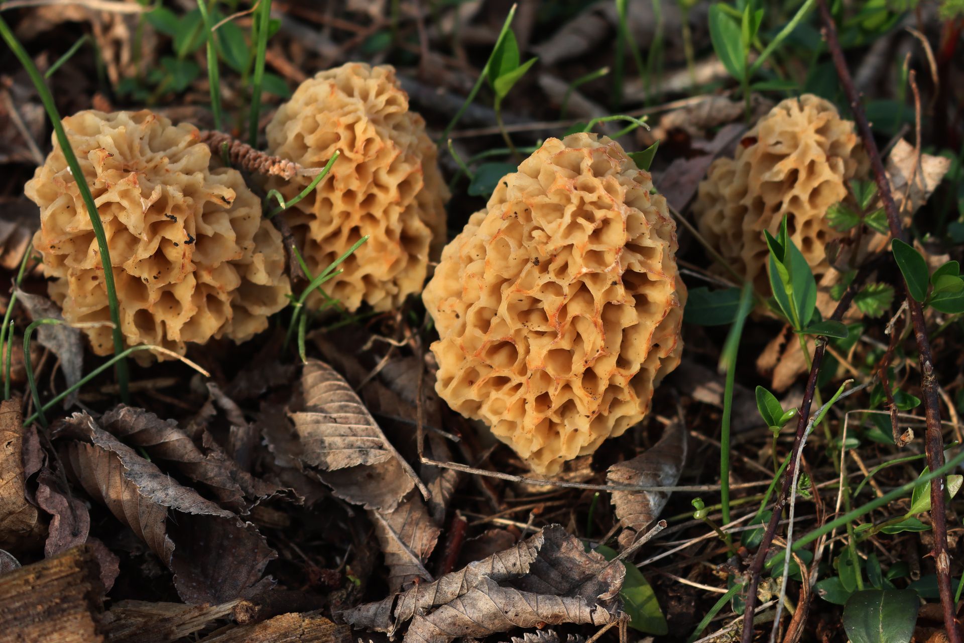 W Polsce te grzyby to rarytas. Przez nieuwagę możesz jednak dostać mandat