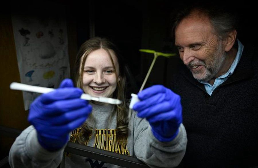 Odkryto nowy gatunek grzyba. Z substancjami o podobnym działaniu do LSD