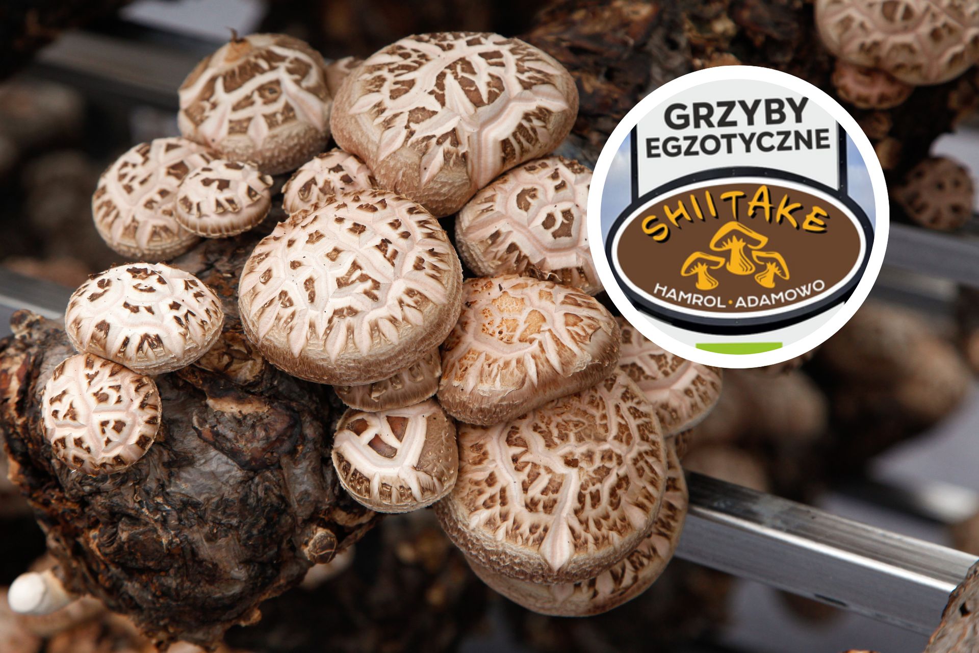 Uprawiają japońskie grzyby w Polsce. Miesięcznie zbierają choćby 5 ton shiitake