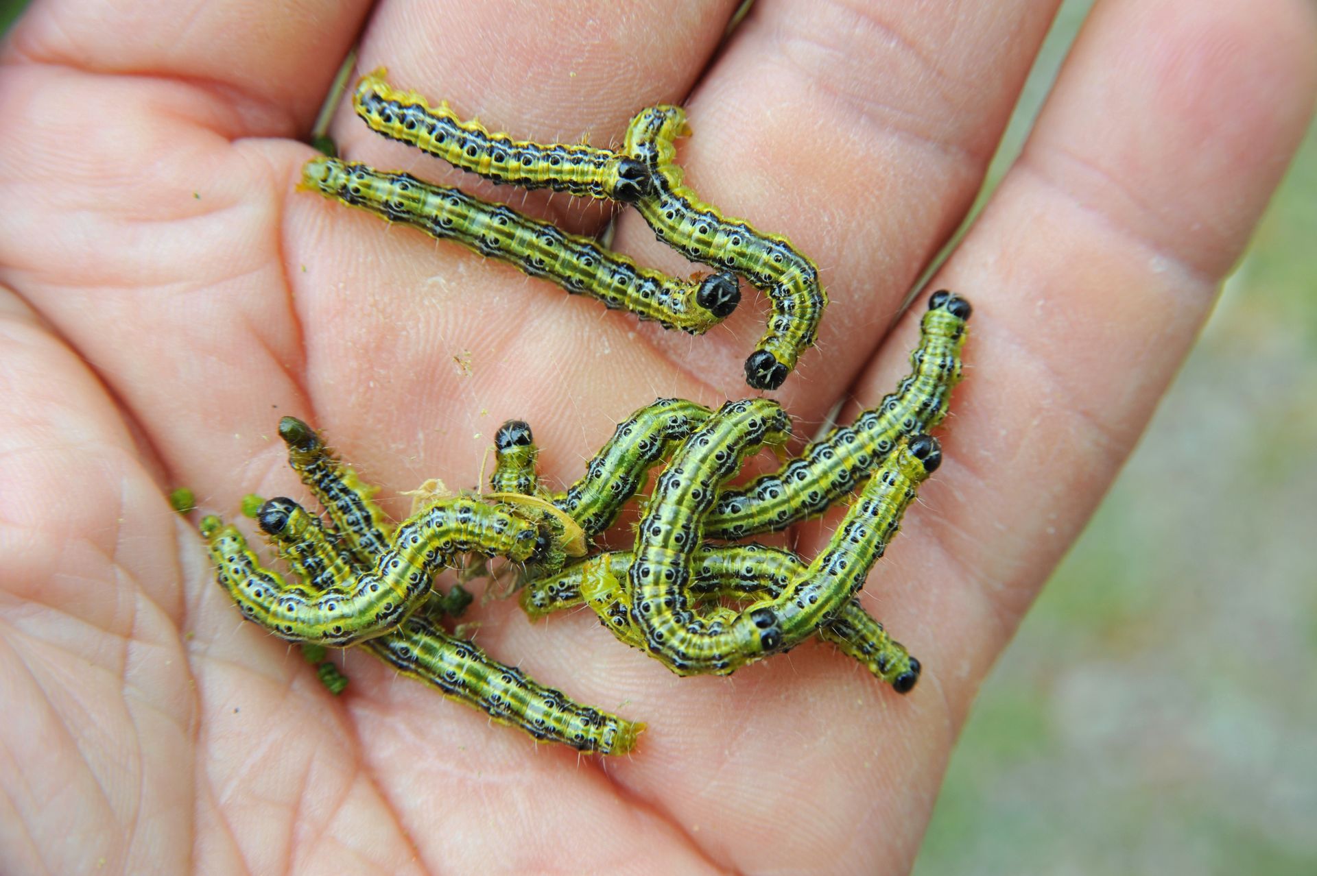 Wylej na bukszpan. Wszystkie żarłoczne larwy padną