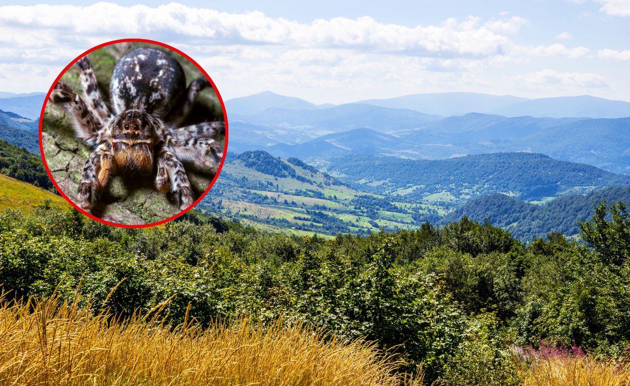 Nowy jadowity pająk w Polsce? Pojawienie się go budzi niepokój