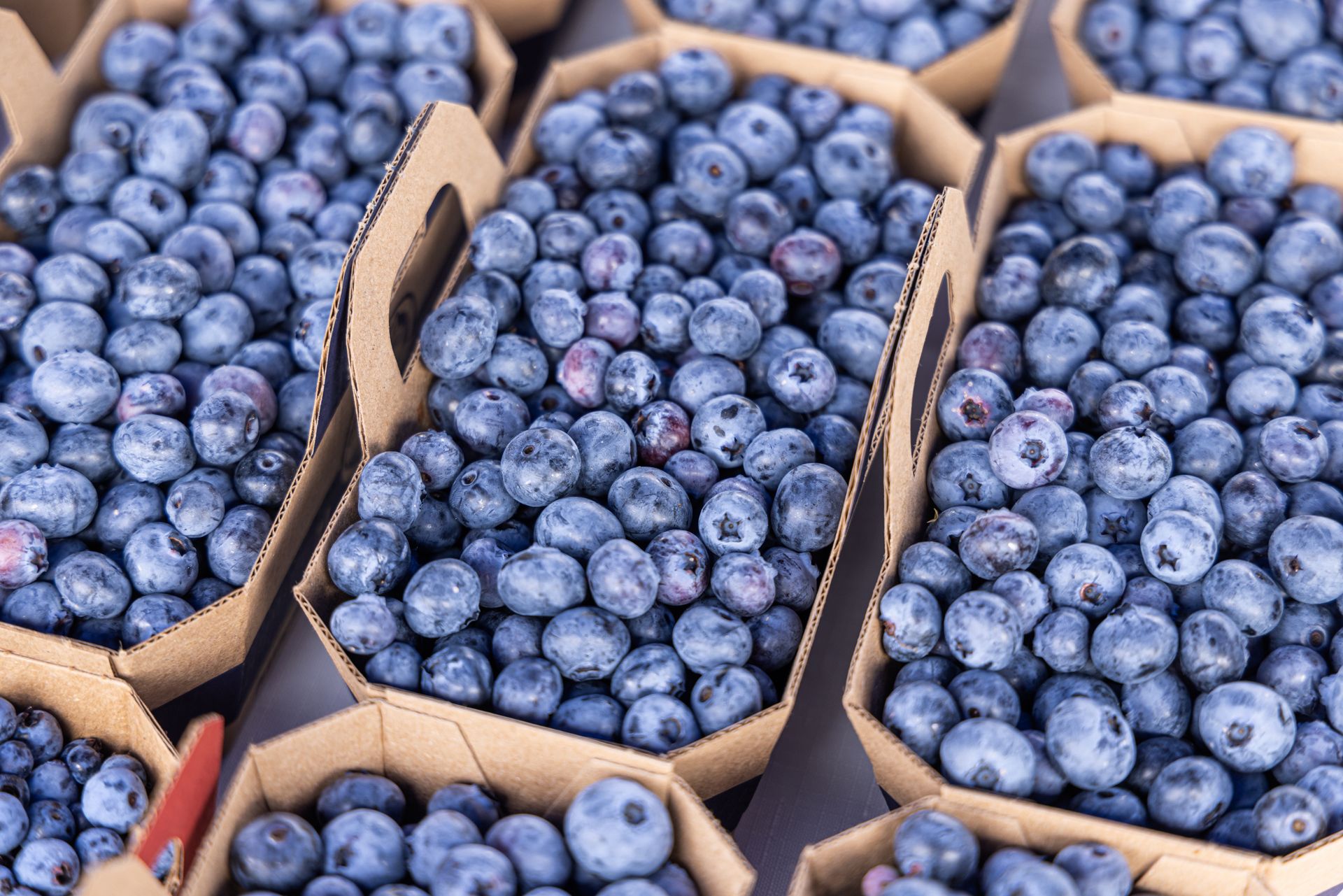 Tyle można zarobić przy zbiorze borówek w ciągu dnia. Jest tylko jeden haczyk