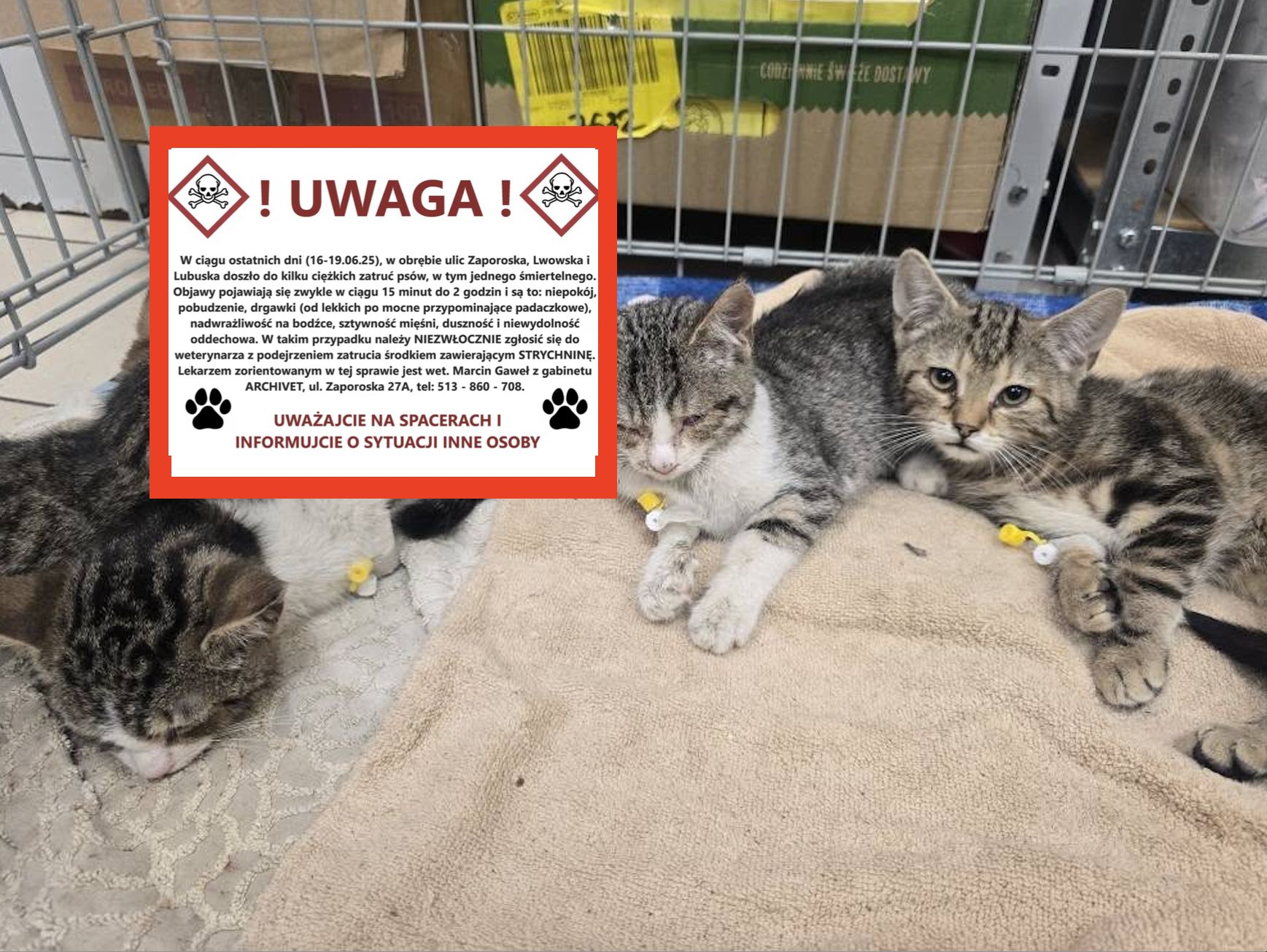 Truciciel zwierząt grasuje we Wrocławiu. Zatruta karma na trawnikach