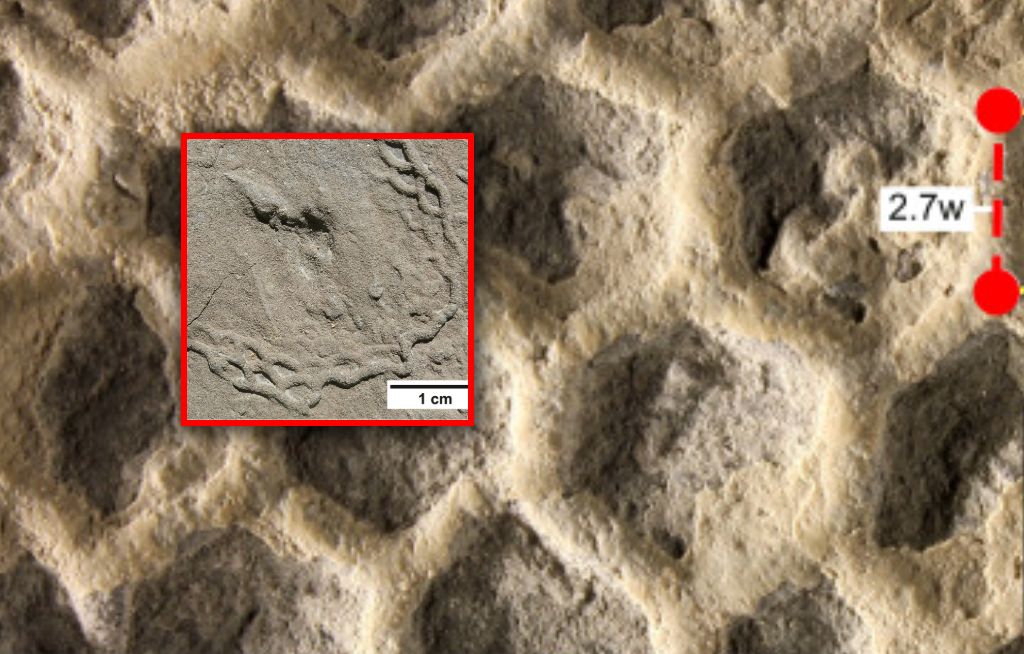 Szukają sprawcy. Wielka zagadka paleontologii bliżej rozwiązania