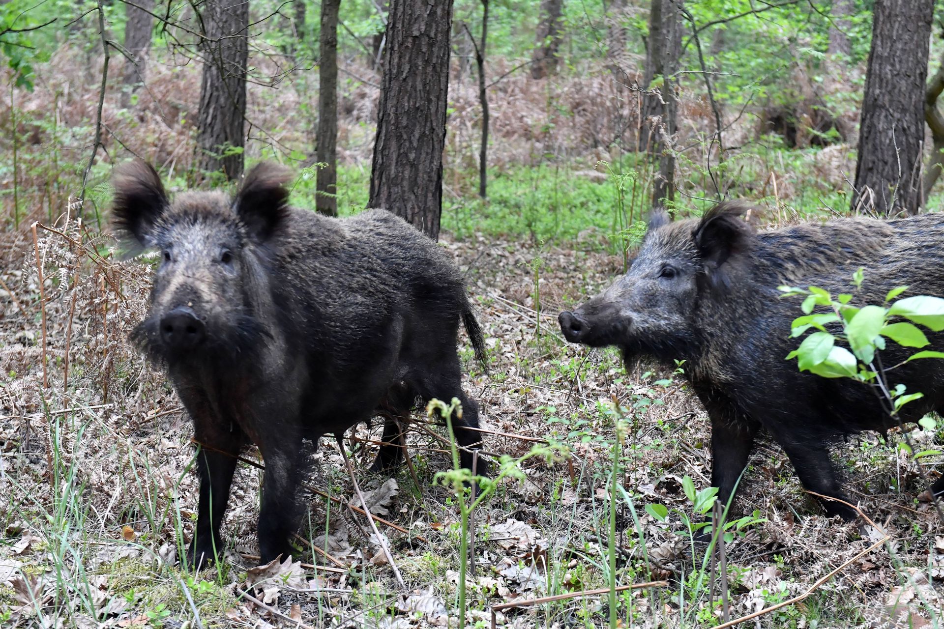 Martwy dzik z ASF w Łódzkiem. ABW bada sprawę