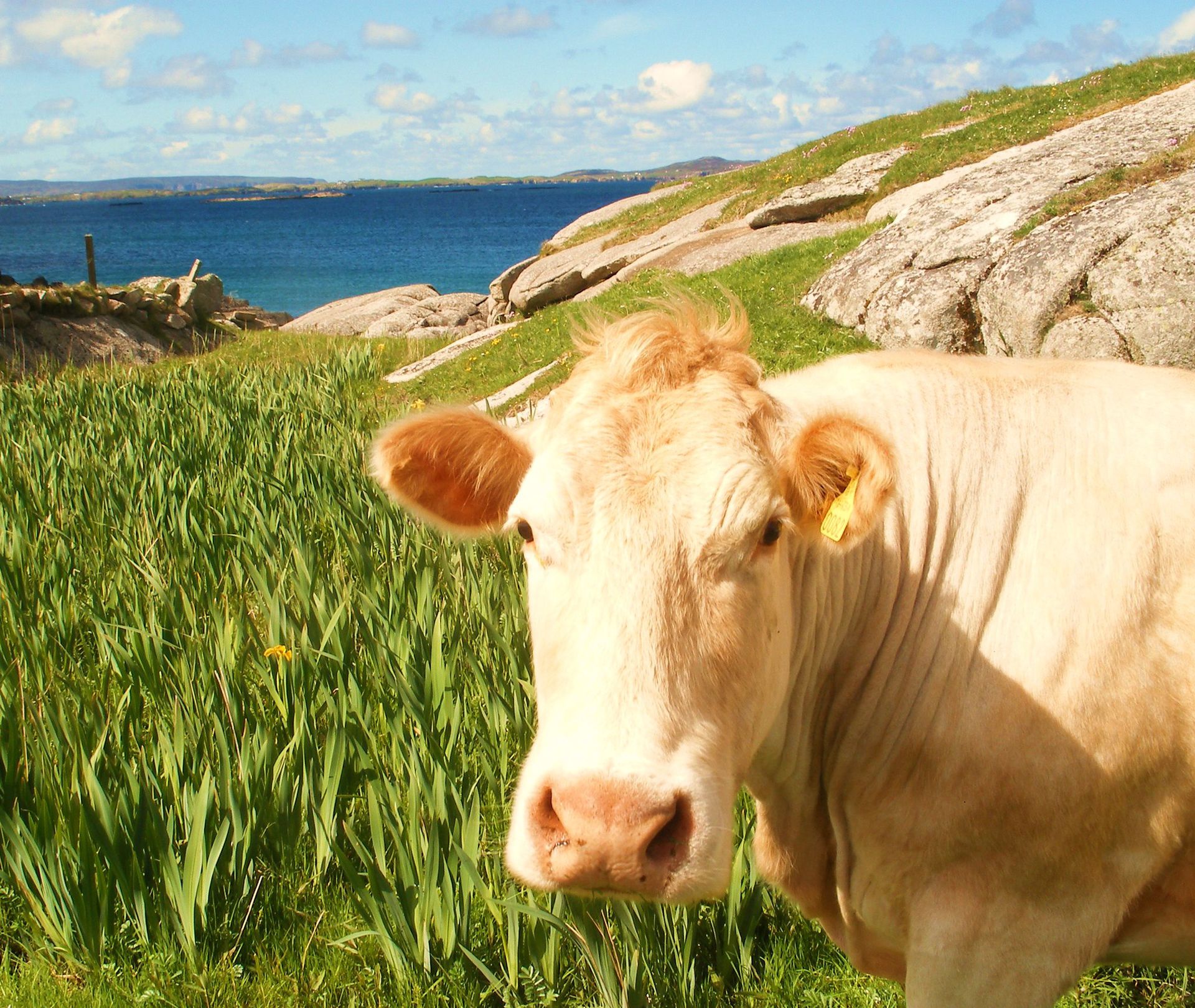 Kraina mlekiem i dźwiękiem płynąca. Jak muzyka wpływa na krowy?