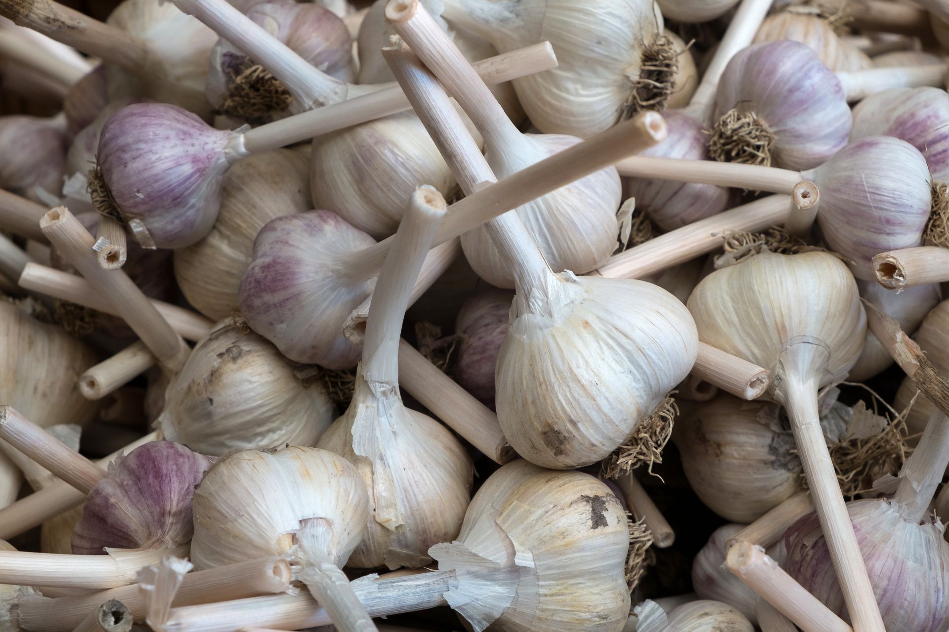 Czosnek traci swoje adekwatności przez jeden prosty błąd. Popełniamy go niemal wszyscy