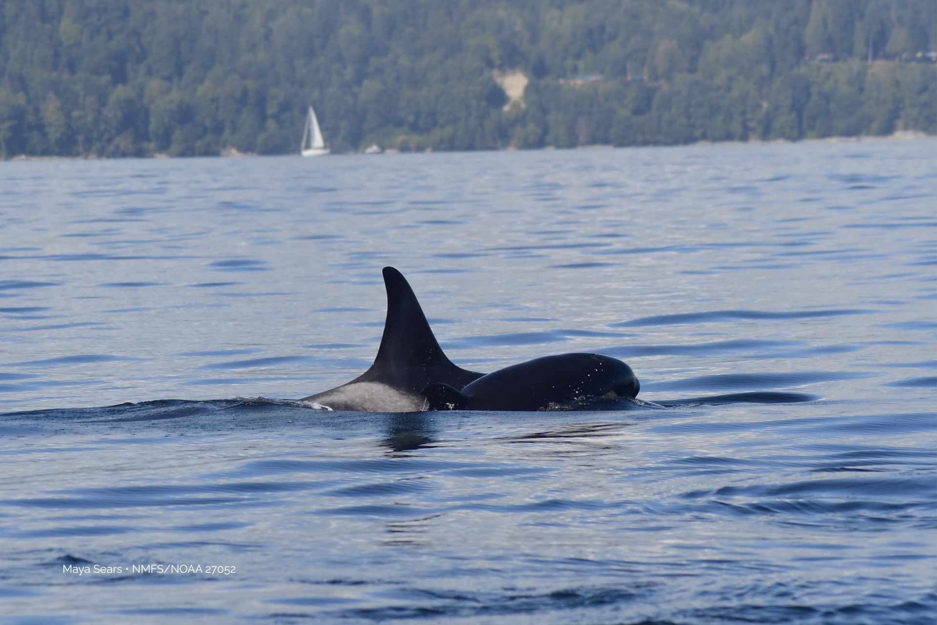 Zarejestrowano ją na nagraniu. Widok łamie serce