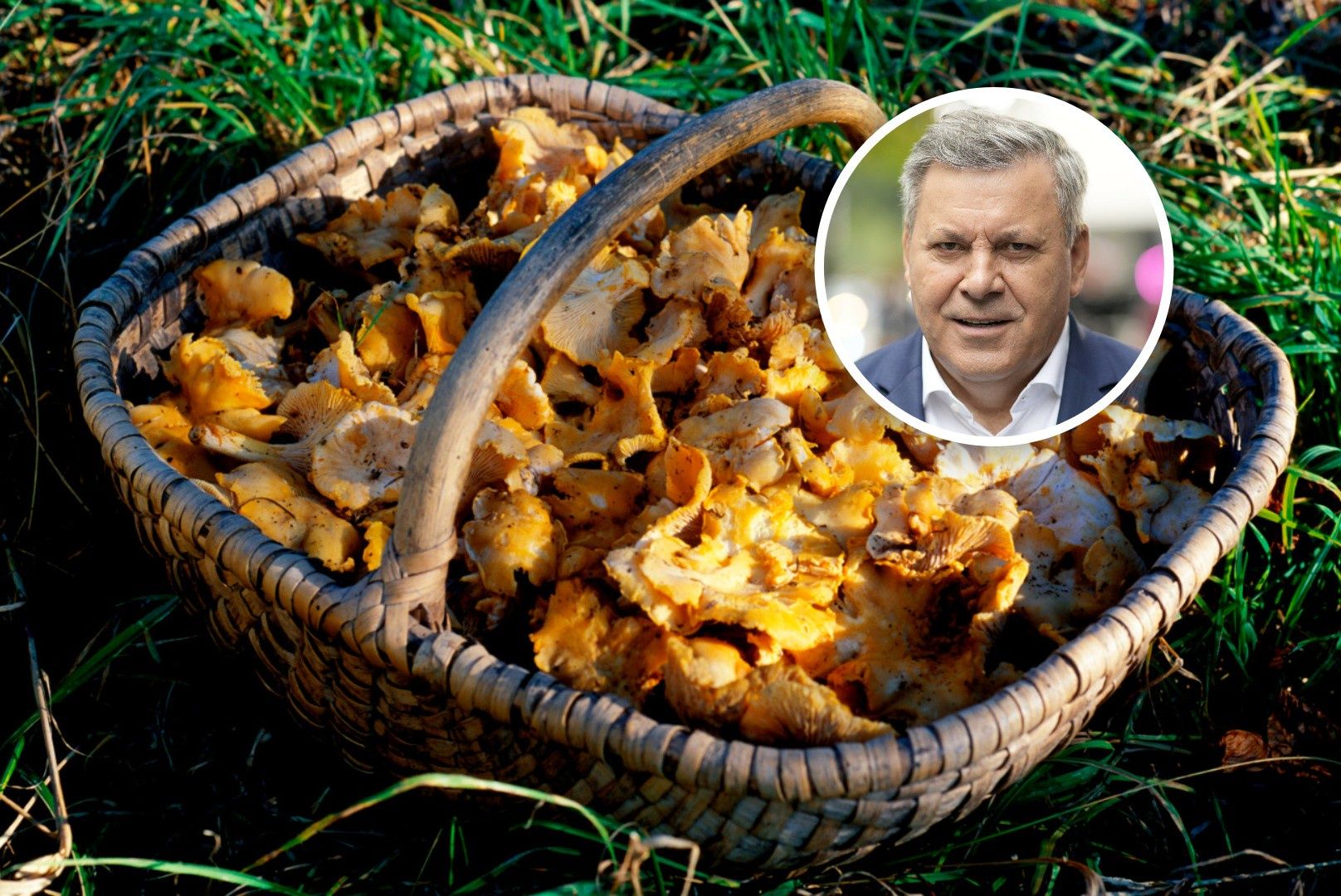 Wysyp grzybów w Polsce. Piechociński ujawnia lokalizacje