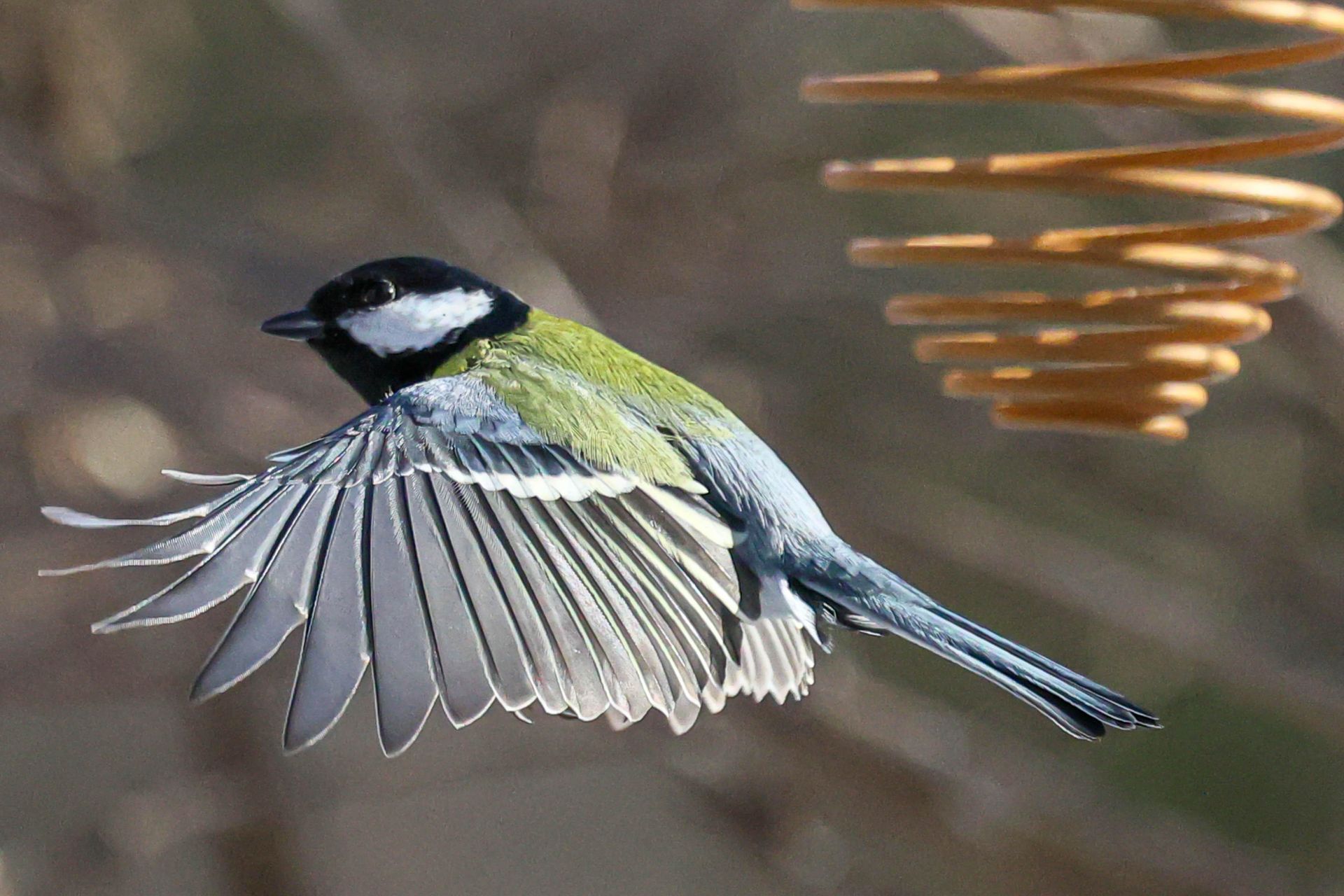 Ornitolog o ptasim radiu: "Ptaki mają swoje dialekty, romanse i kłótnie"