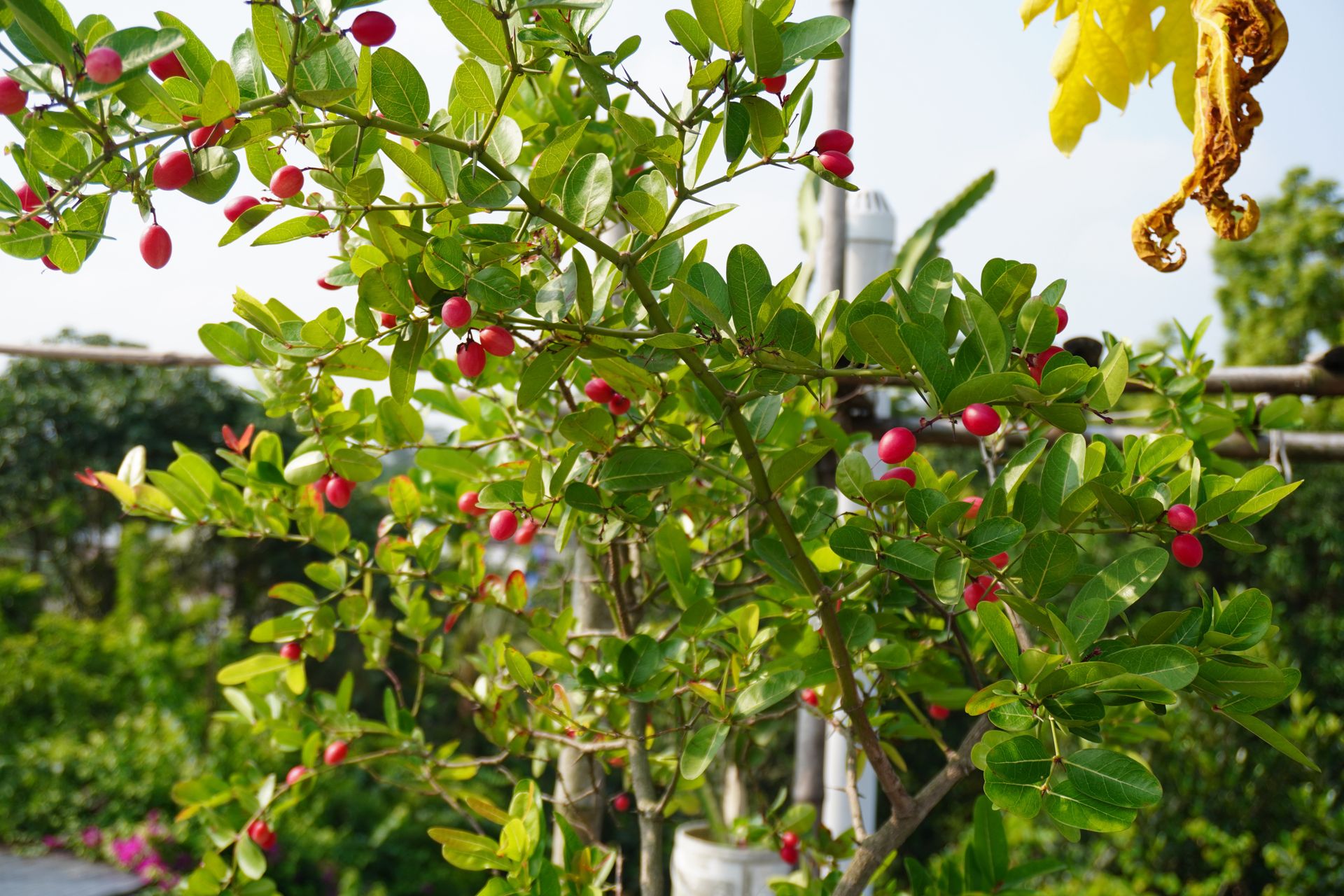 Polacy nie znają tego owocu. Warto spróbować, bo wspiera prawidłową pracę jelit