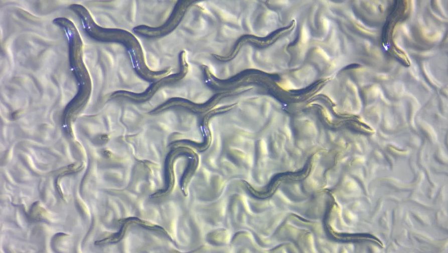 Zbadali niewielkie organizmy. Takiego zachowania się nie spodziewali