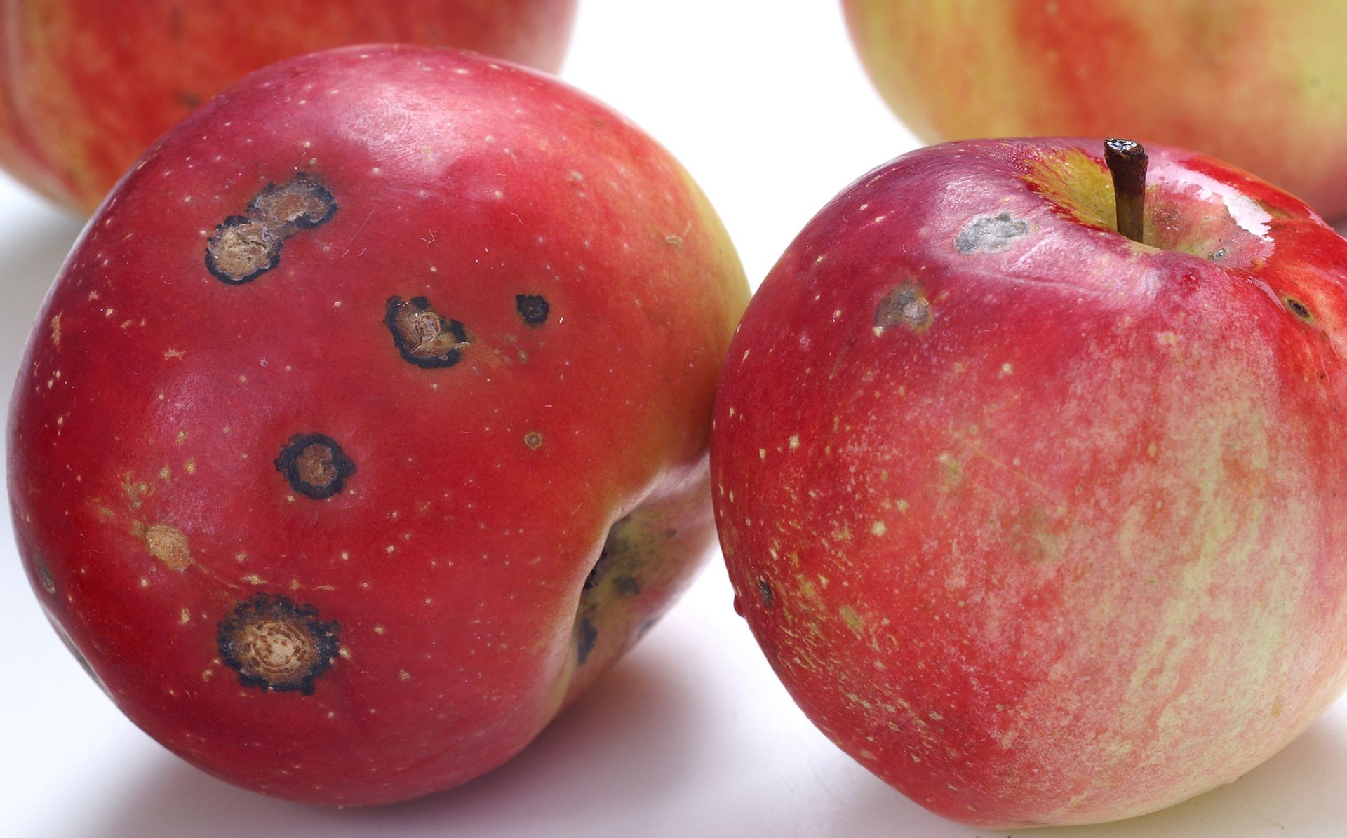 Czy można odkroić spleśniałą część jabłka, a resztę zjeść? Mało kto o tym wie