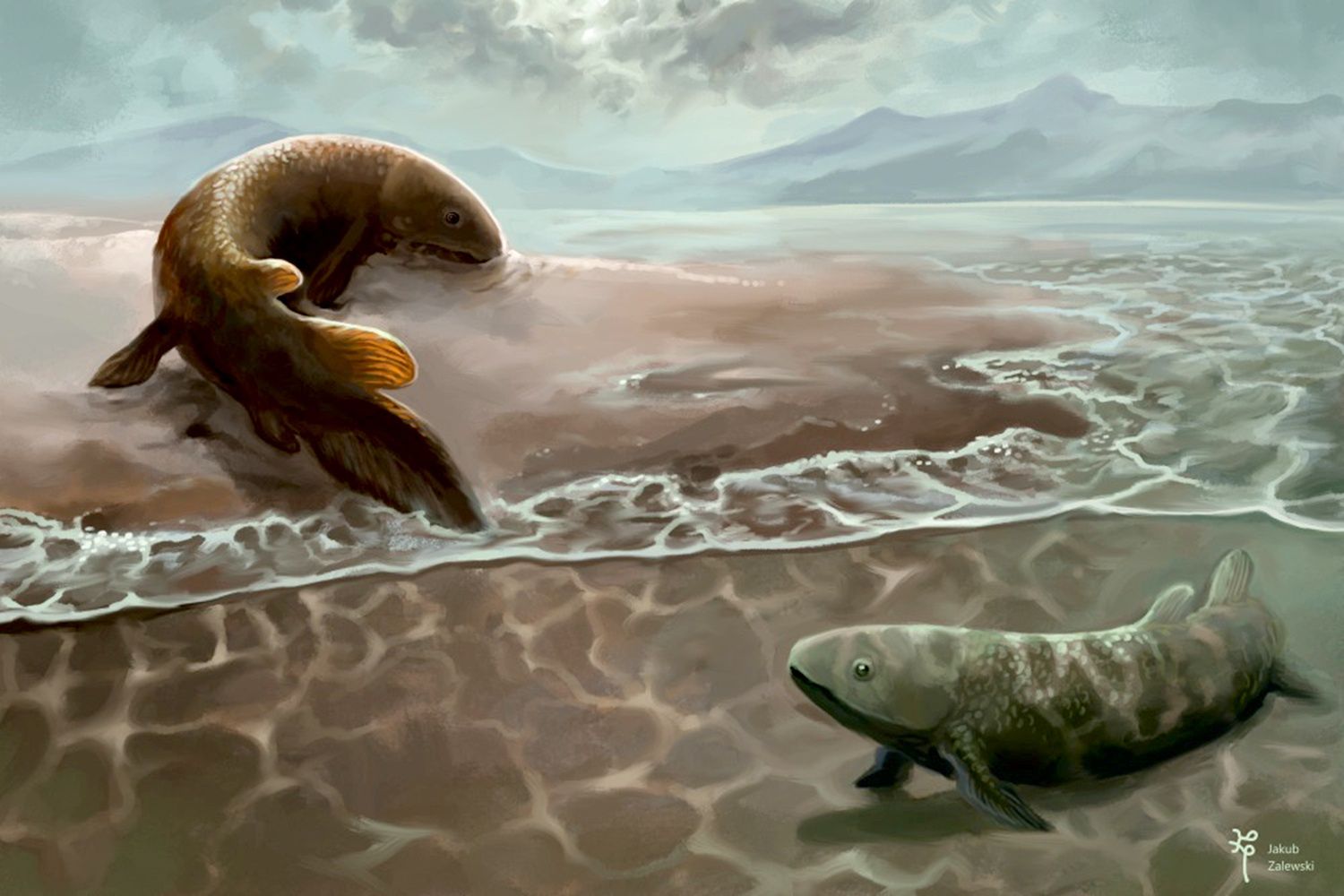 Mają ponad 400 mln lat. Pierwsze kręgowce wyszły z wody w Polsce