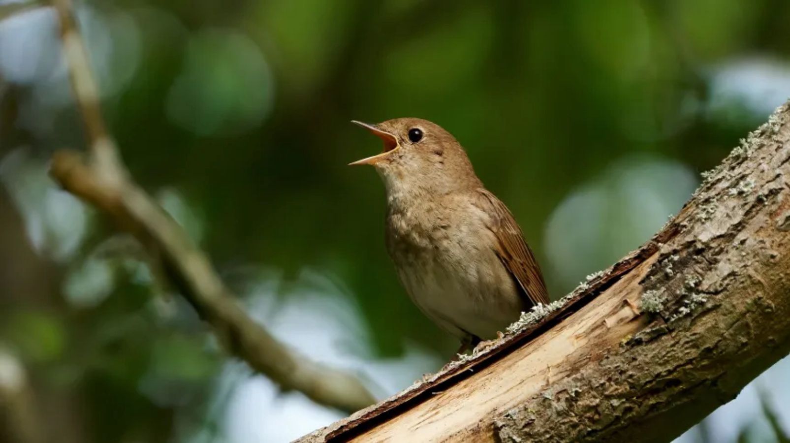 Słowiki uczą się śpiewu przez rok. Najpierw słuchają piosenek innych osobników