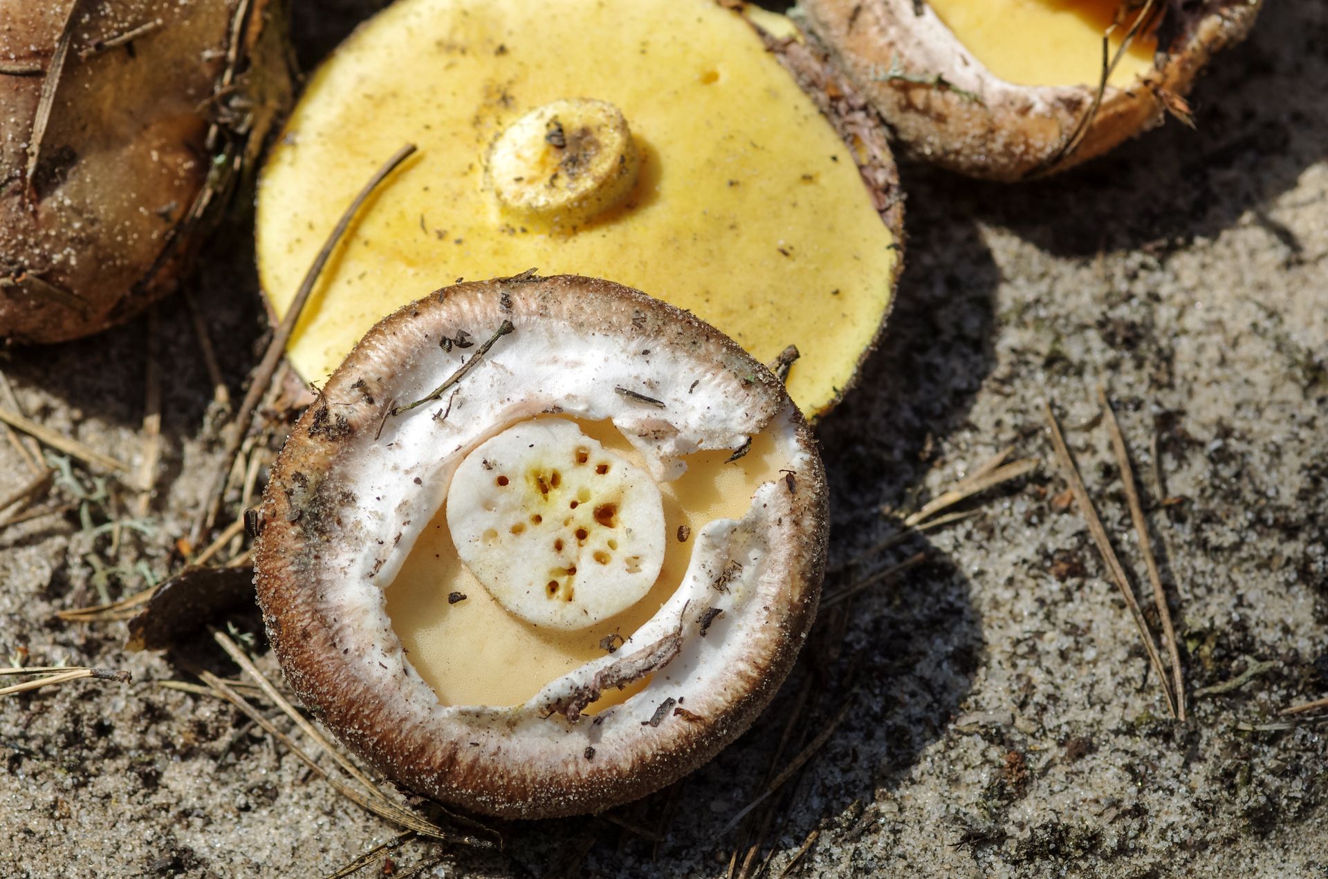 Czy można jeść robaczywe grzyby? Specjalistka rozwiewa wszystkie wątpliwości