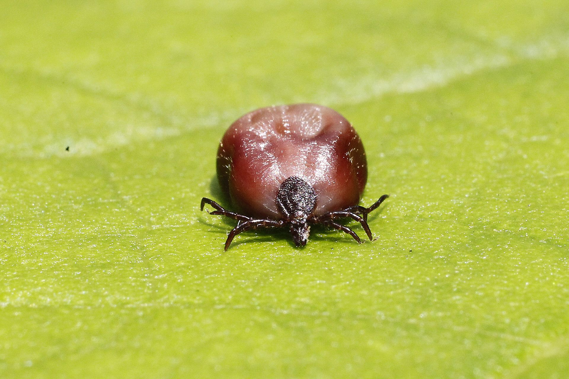 Kleszcze szaleją. Rośnie liczba przypadków boreliozy